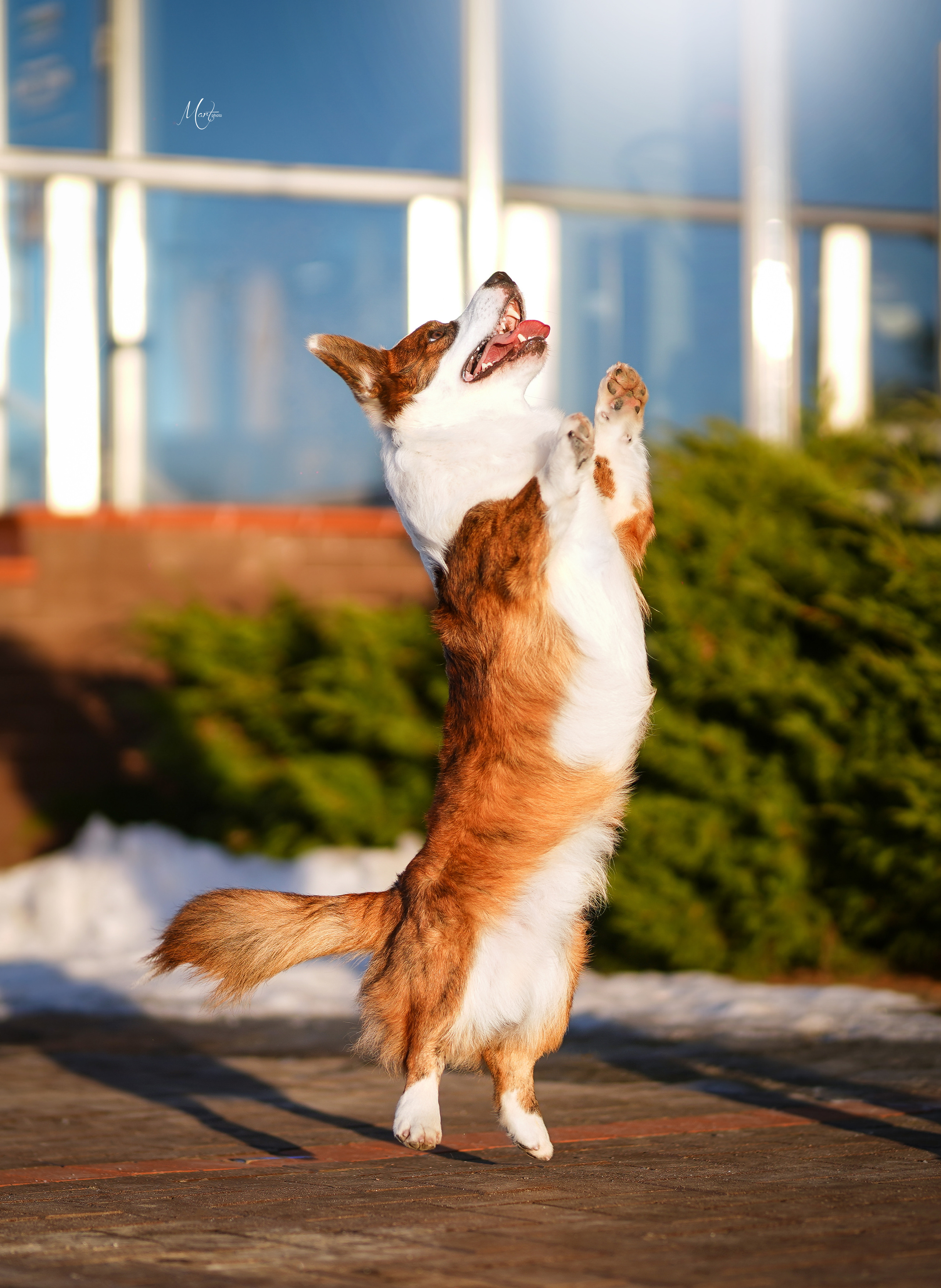 Экстерьерная съемка 2023. Фотограф-анималист в Санкт-Петербурге Яна Мартынова