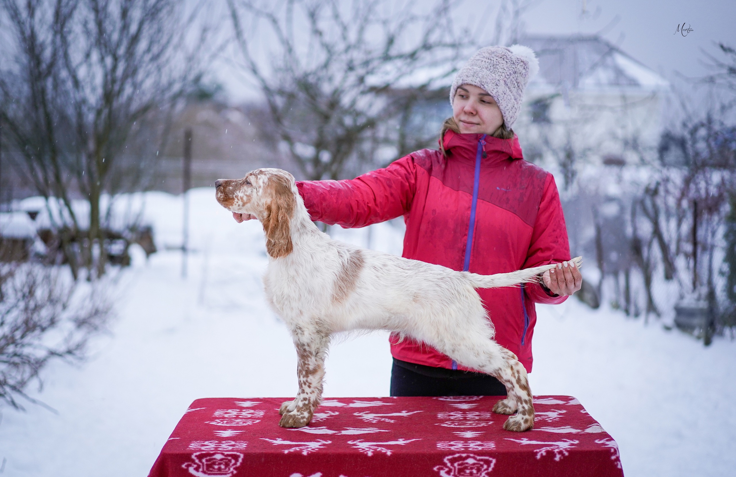 Щенки английского сеттера. Фотограф-анималист в Санкт-Петербурге Яна Мартынова