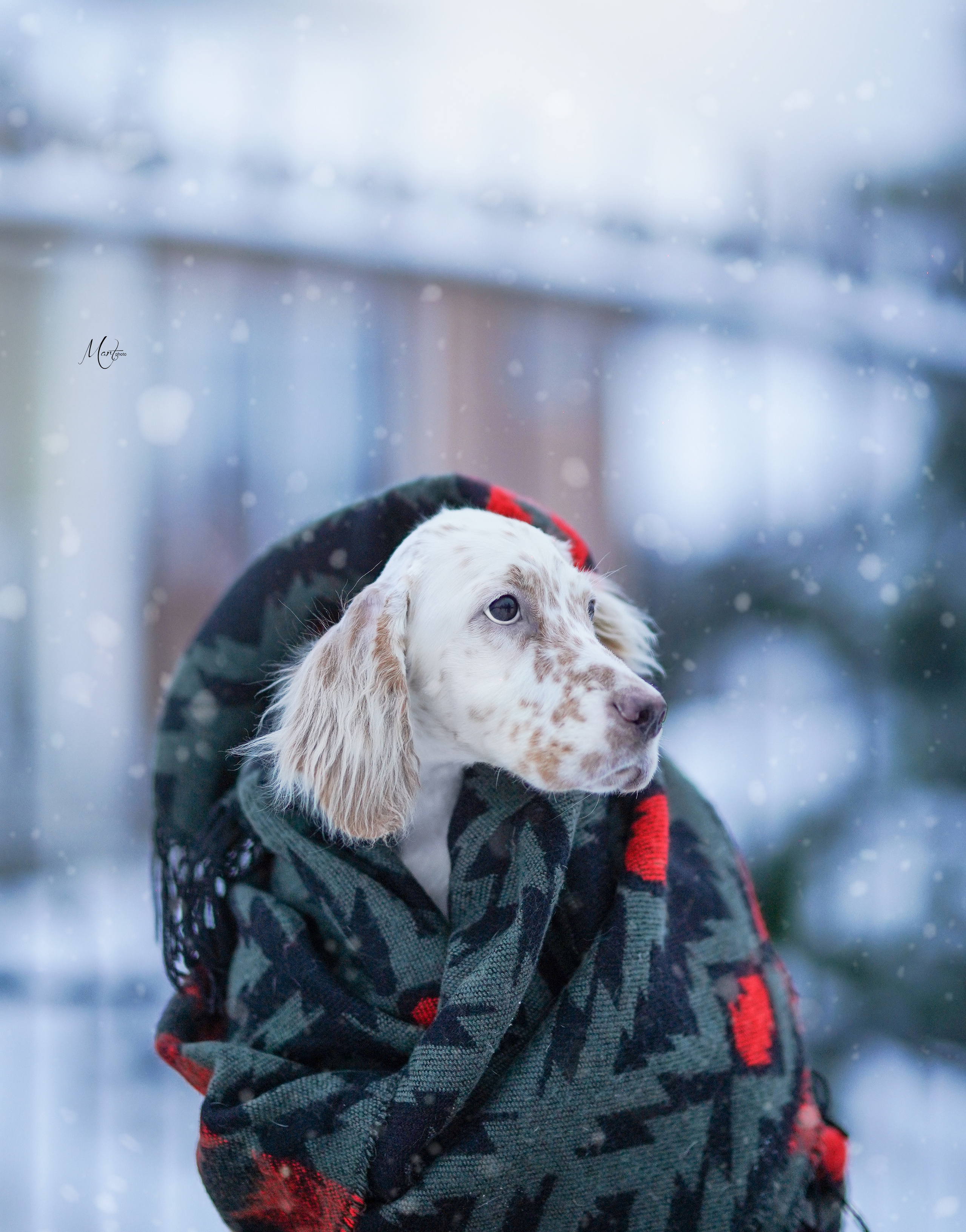 Щенки английского сеттера. Фотограф-анималист в Санкт-Петербурге Яна Мартынова