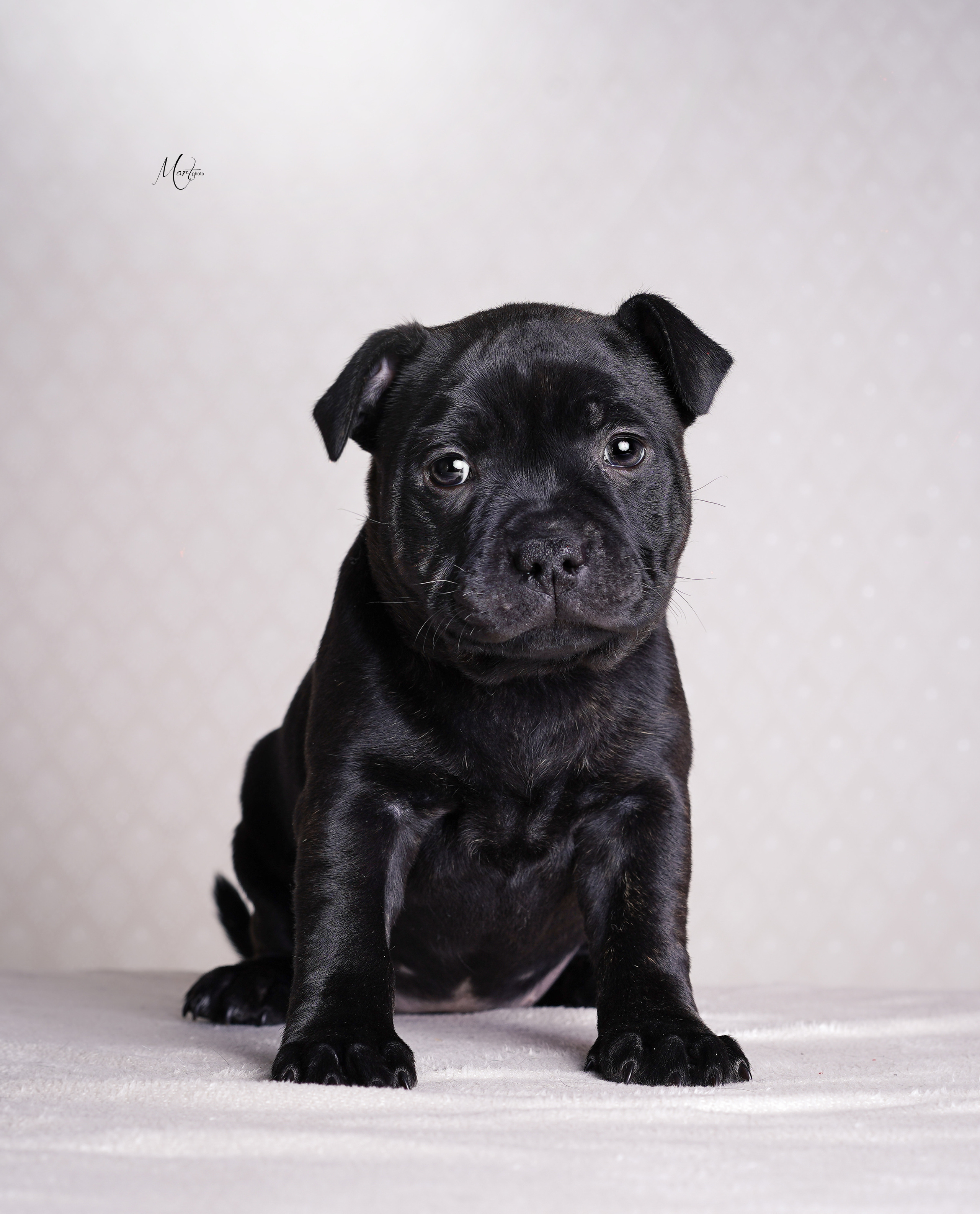 Щенки стаффи. Фотограф-анималист в Санкт-Петербурге Яна Мартынова