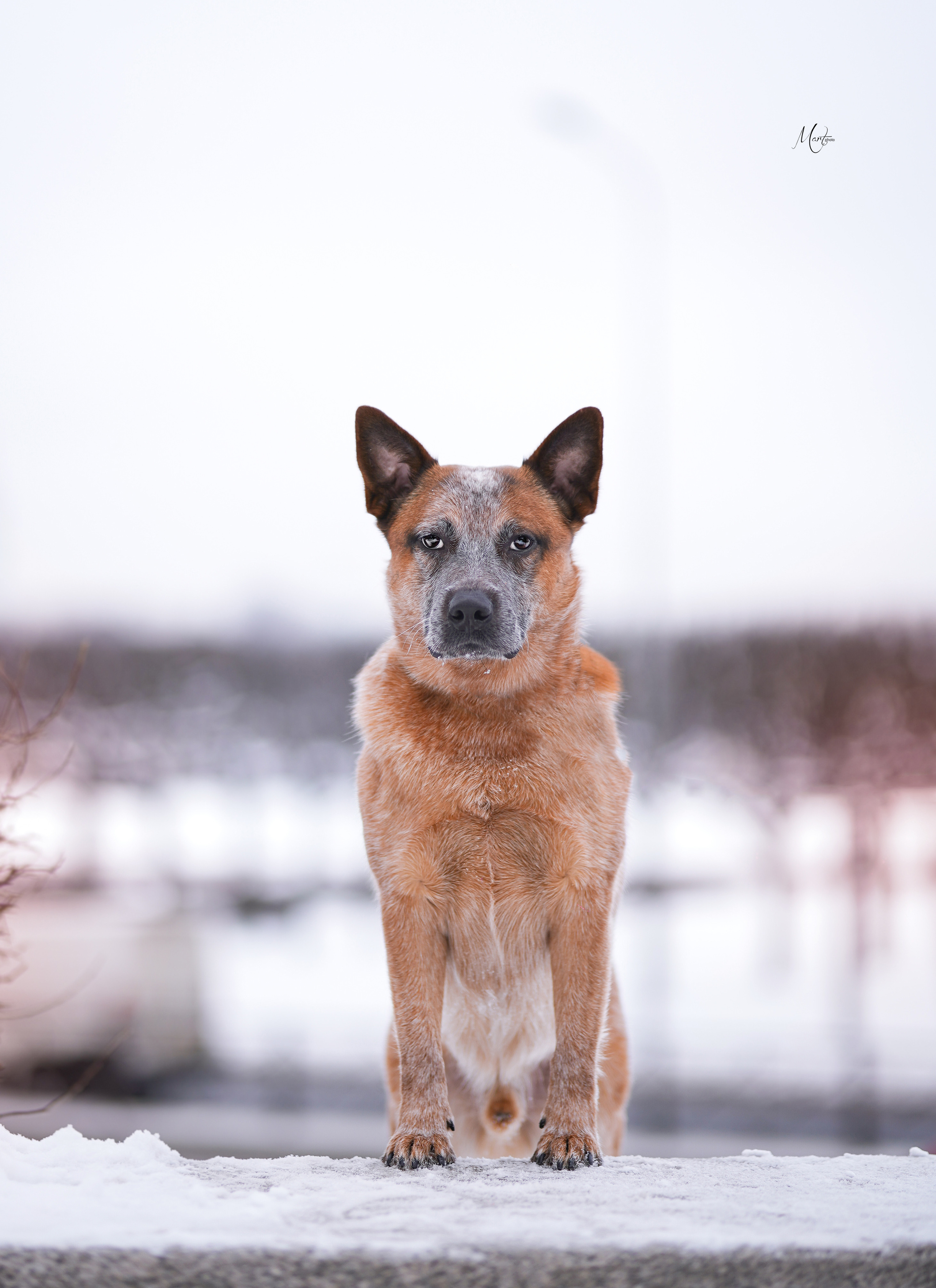 Экстерьерная съемка 2023. Фотограф-анималист в Санкт-Петербурге Яна Мартынова