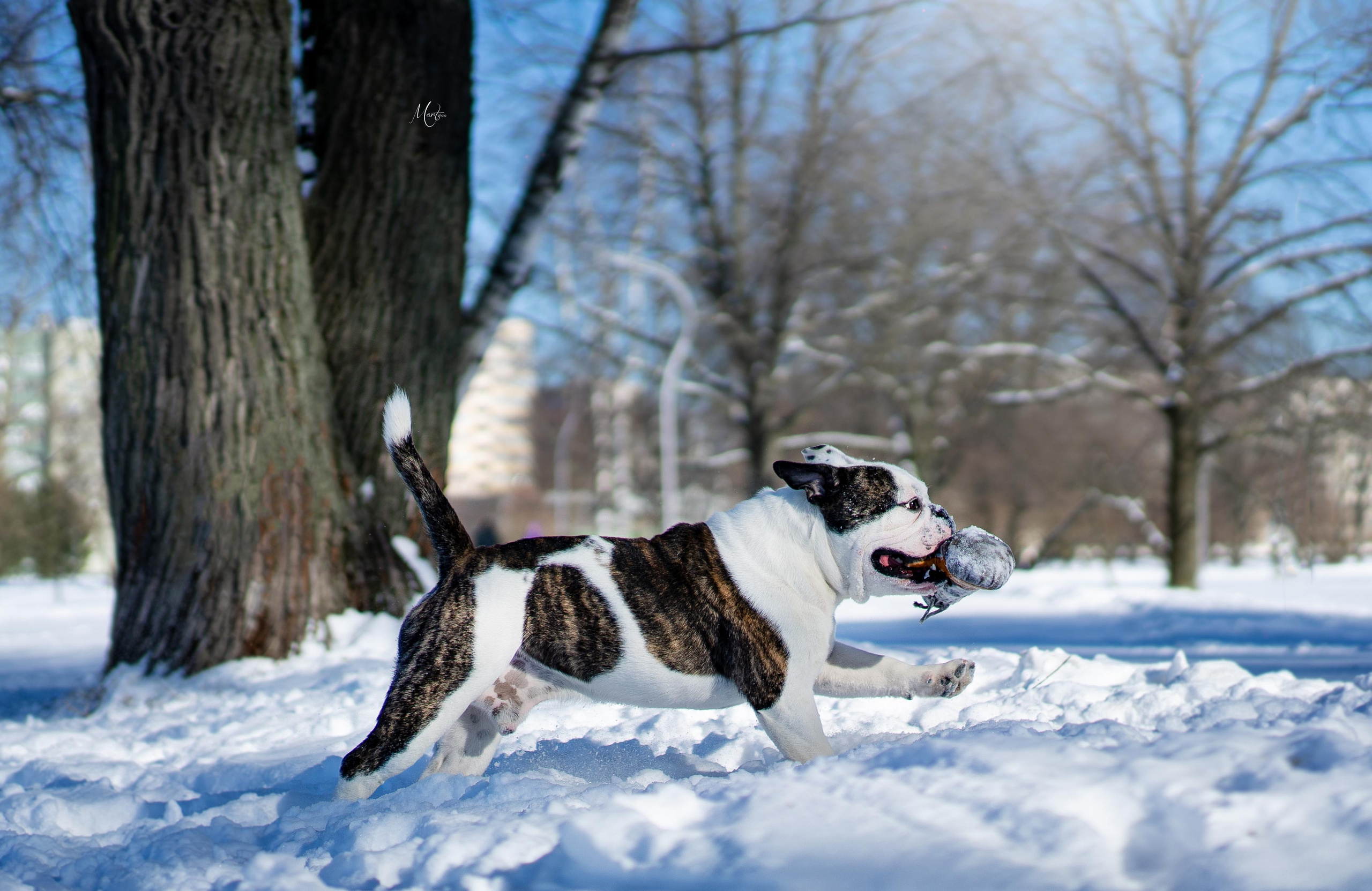 Наташа и Прайм. Фотограф-анималист в Санкт-Петербурге Яна Мартынова