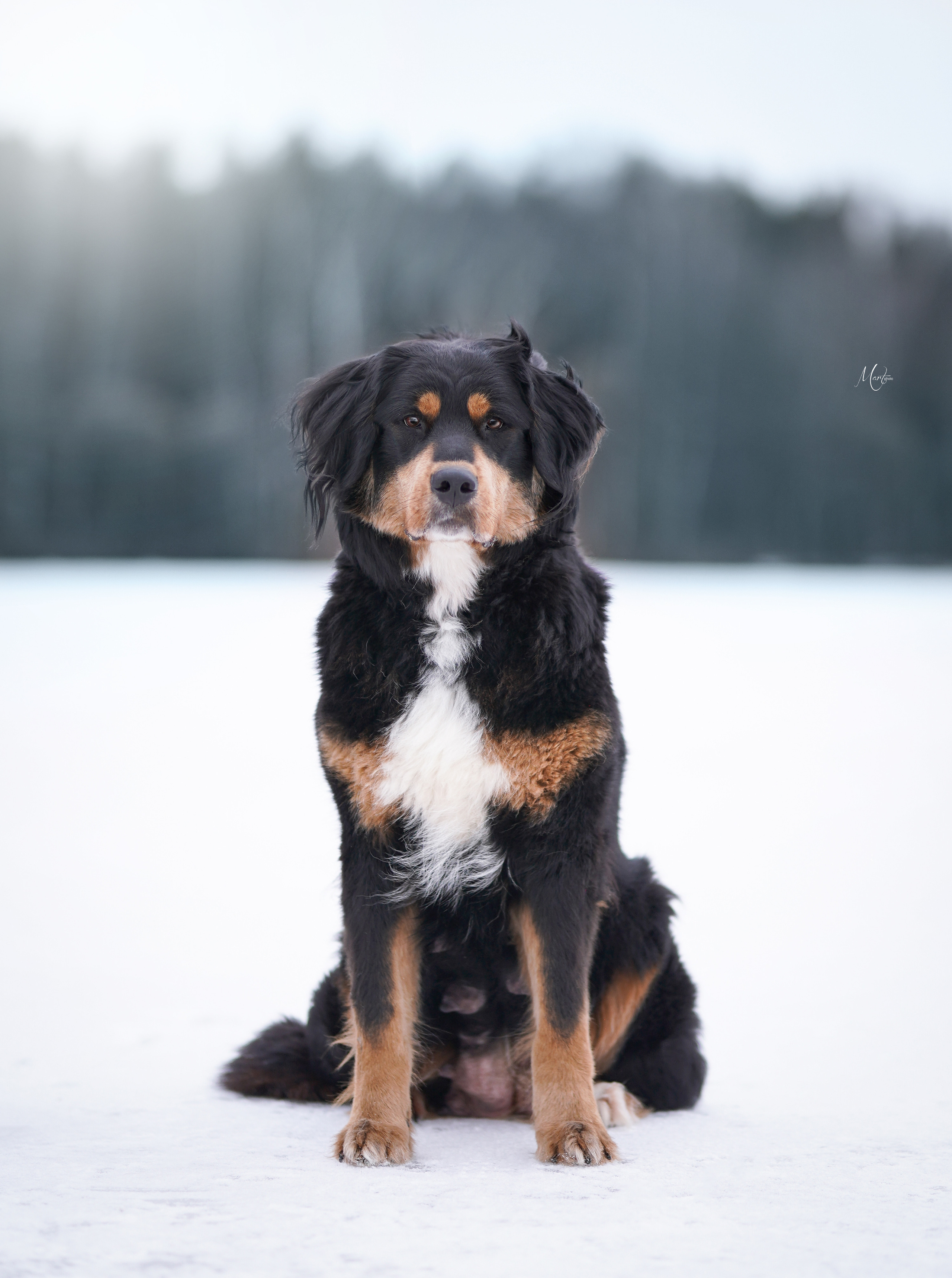 Экстерьерная съемка 2023. Фотограф-анималист в Санкт-Петербурге Яна Мартынова