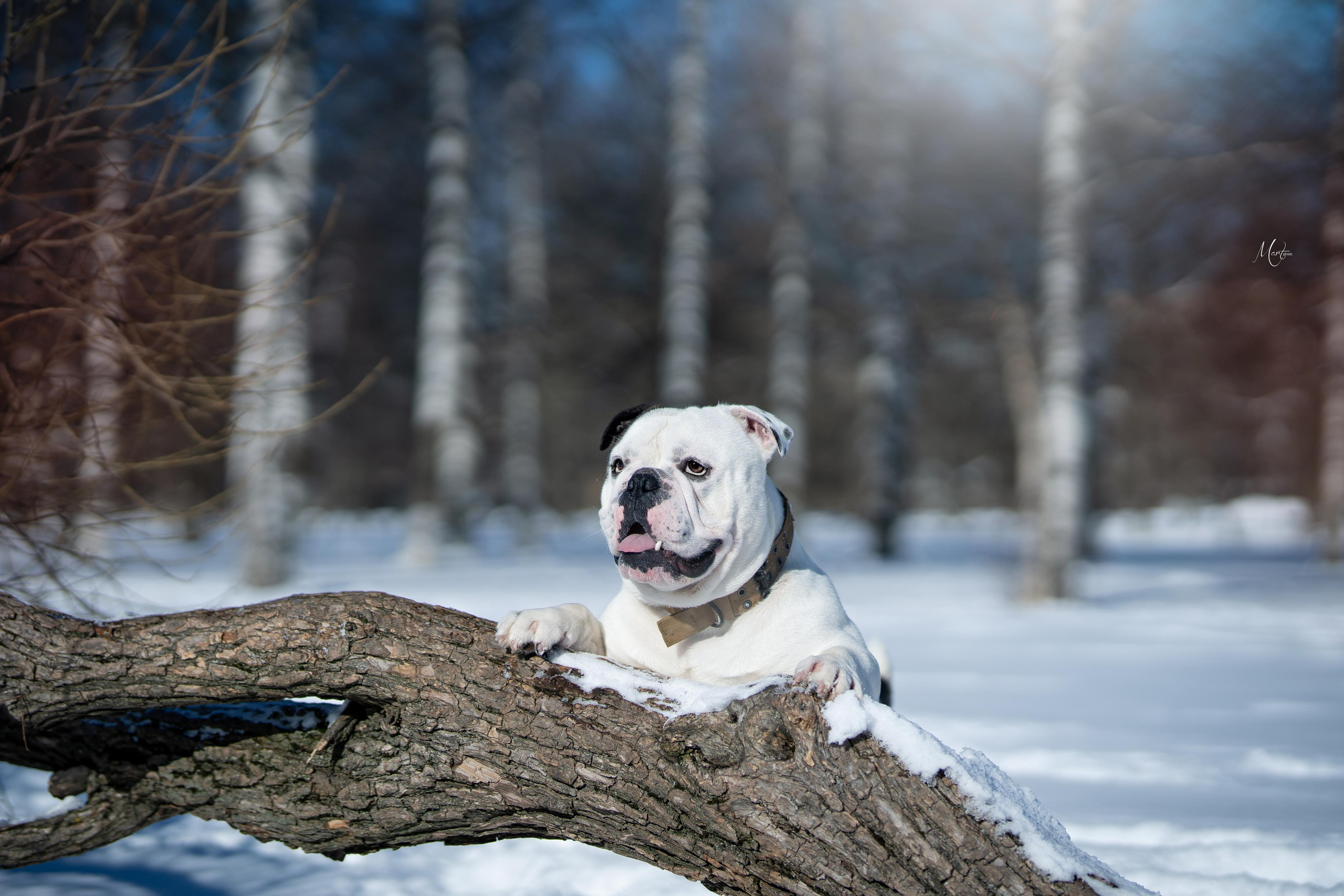 Наташа и Прайм. Фотограф-анималист в Санкт-Петербурге Яна Мартынова