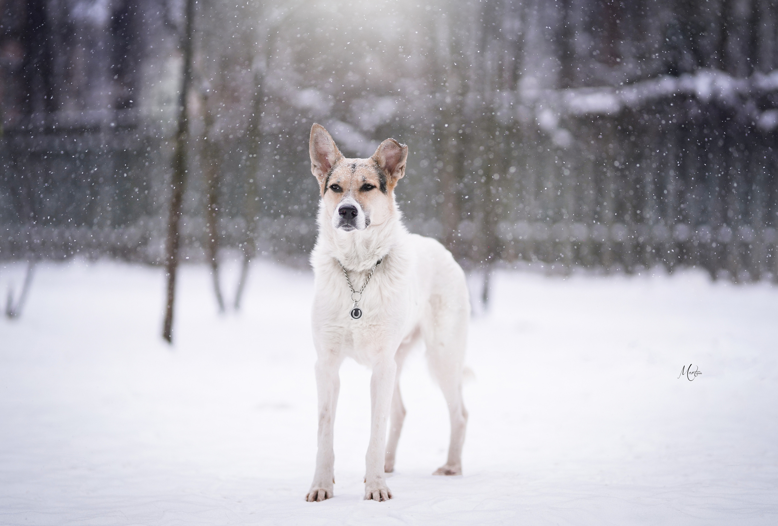 Ищут дом. Фотограф-анималист в Санкт-Петербурге Яна Мартынова