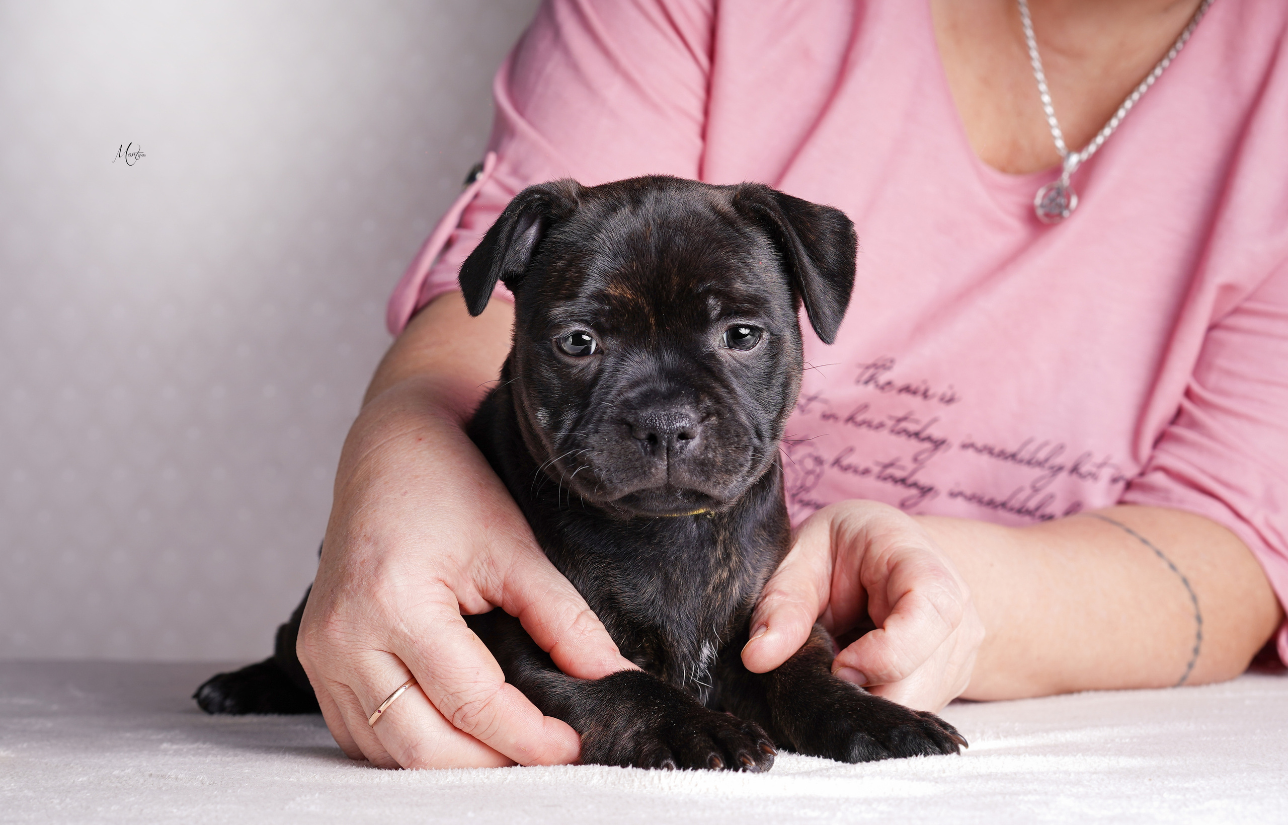 Щенки стаффи. Фотограф-анималист в Санкт-Петербурге Яна Мартынова