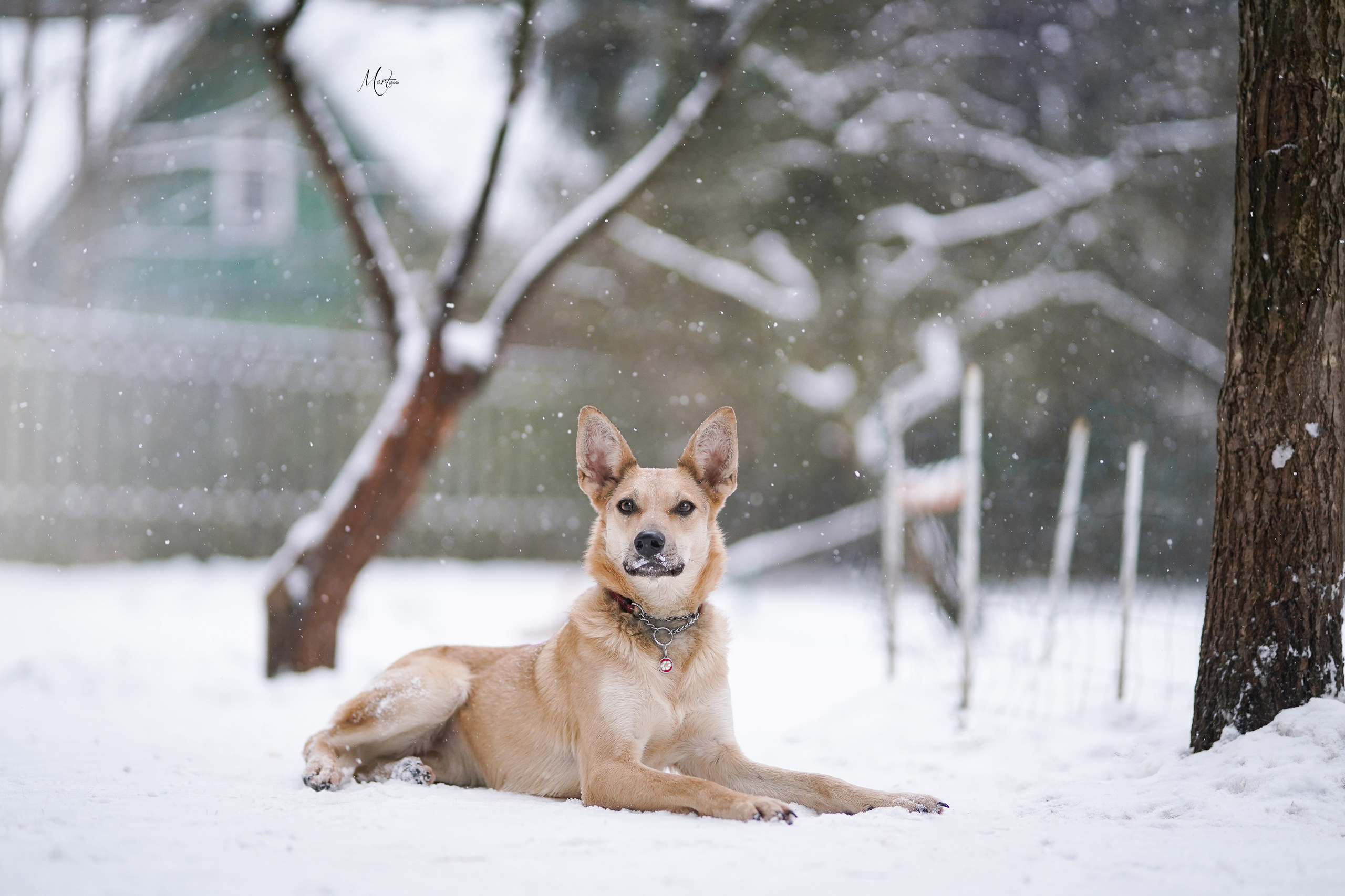 Ищут дом. Фотограф-анималист в Санкт-Петербурге Яна Мартынова