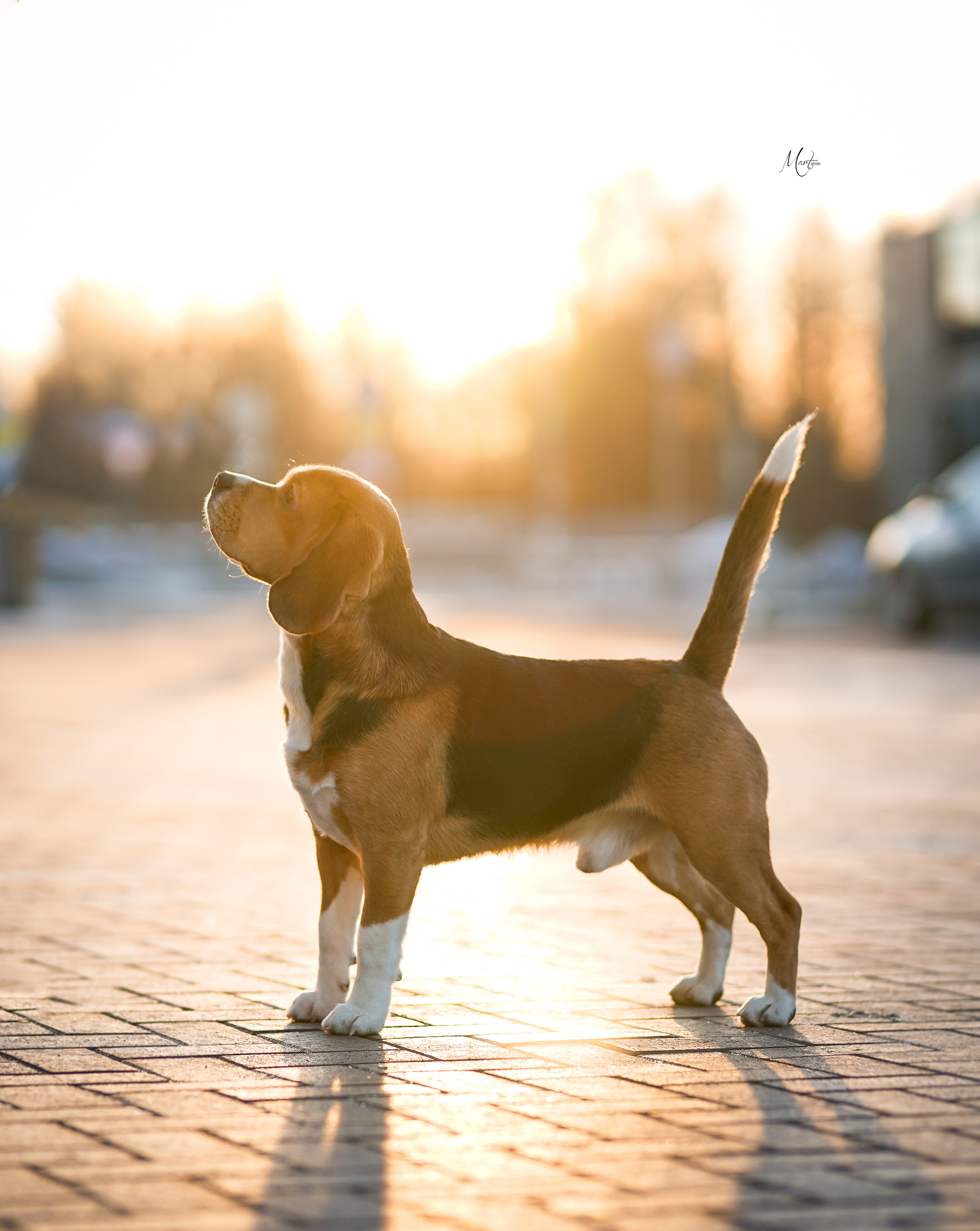 Экстерьерная съемка 2023. Фотограф-анималист в Санкт-Петербурге Яна Мартынова