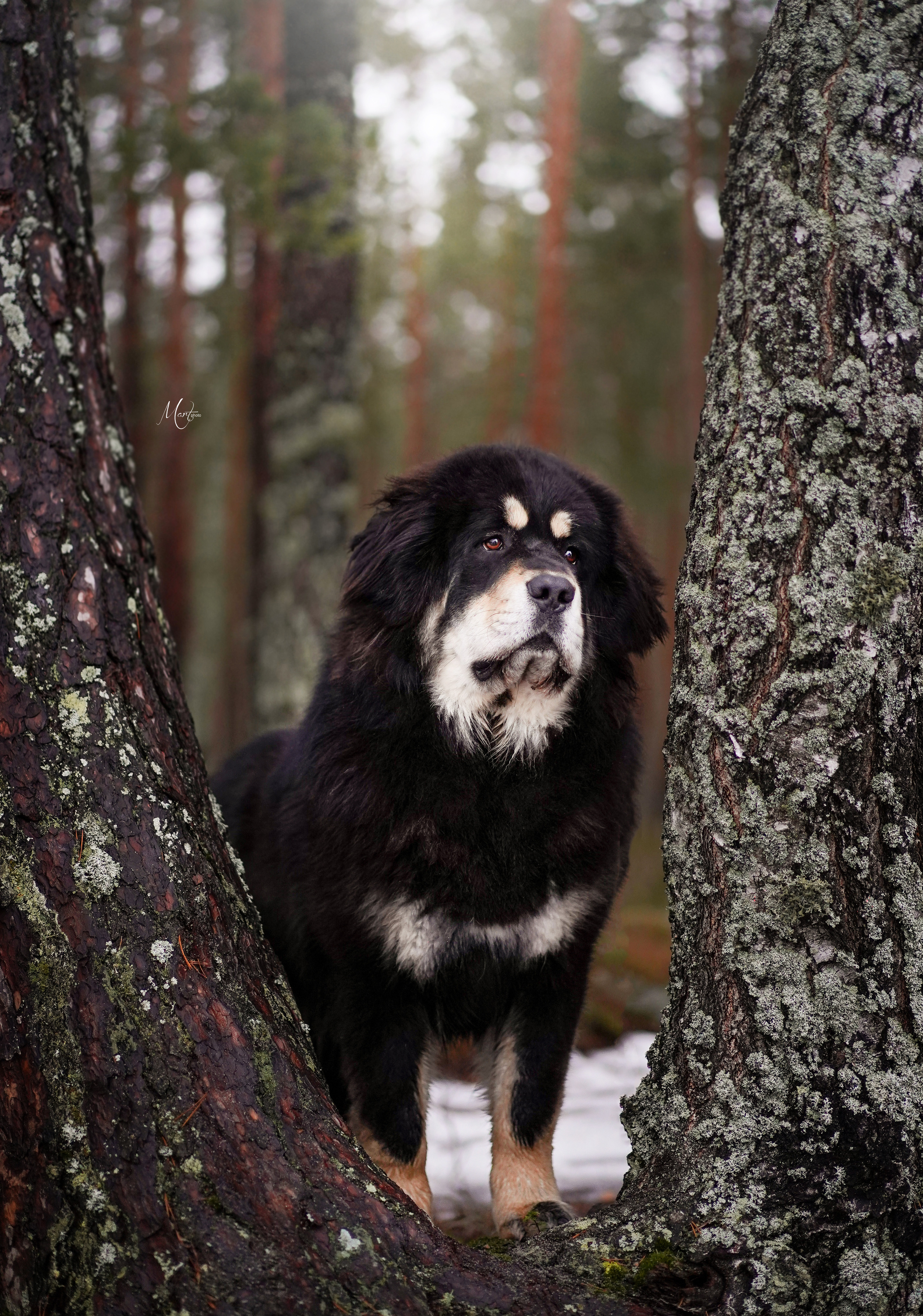 Экстерьерная съемка 2023. Фотограф-анималист в Санкт-Петербурге Яна Мартынова