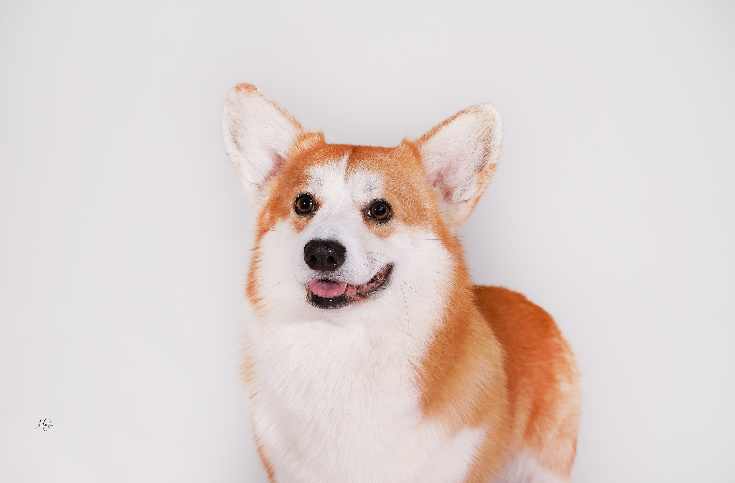 Корги Гномик. Фотограф-анималист в Санкт-Петербурге Яна Мартынова