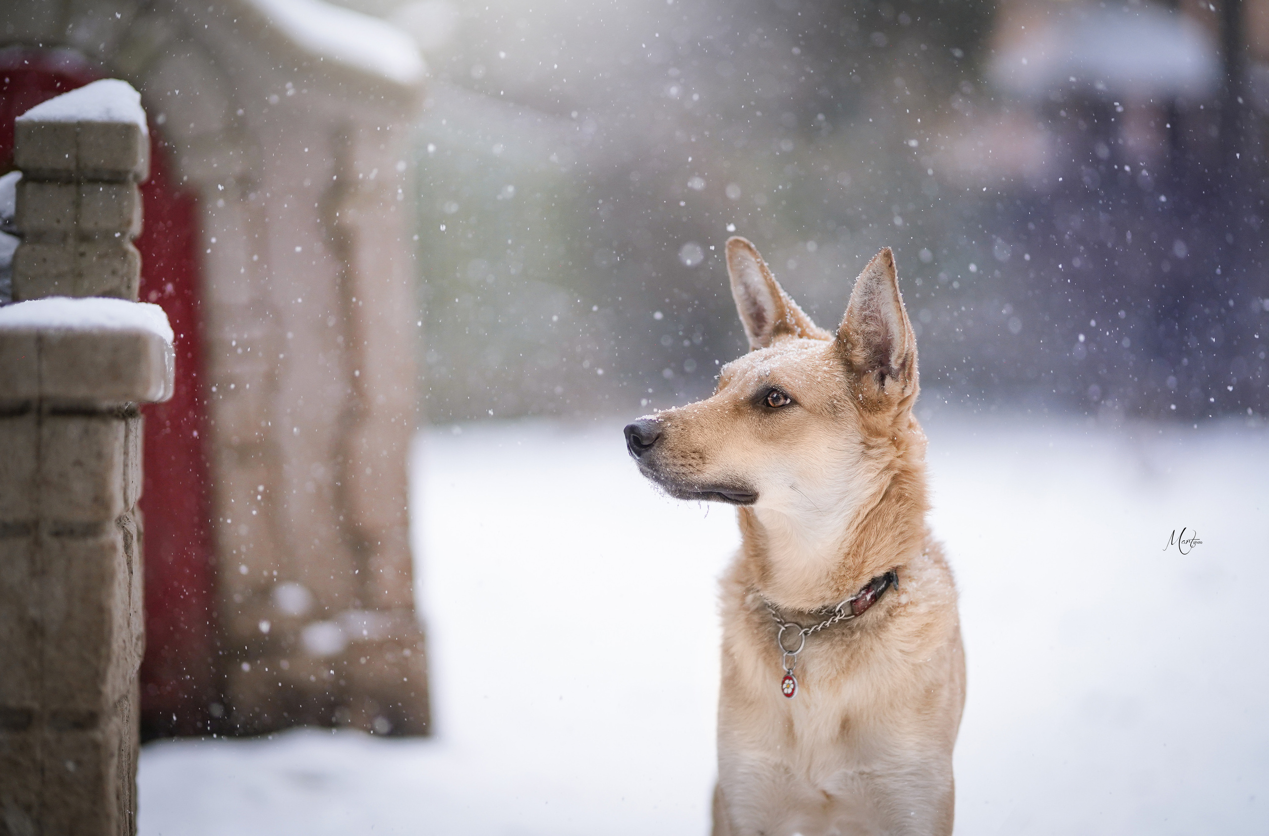 Ищут дом. Фотограф-анималист в Санкт-Петербурге Яна Мартынова