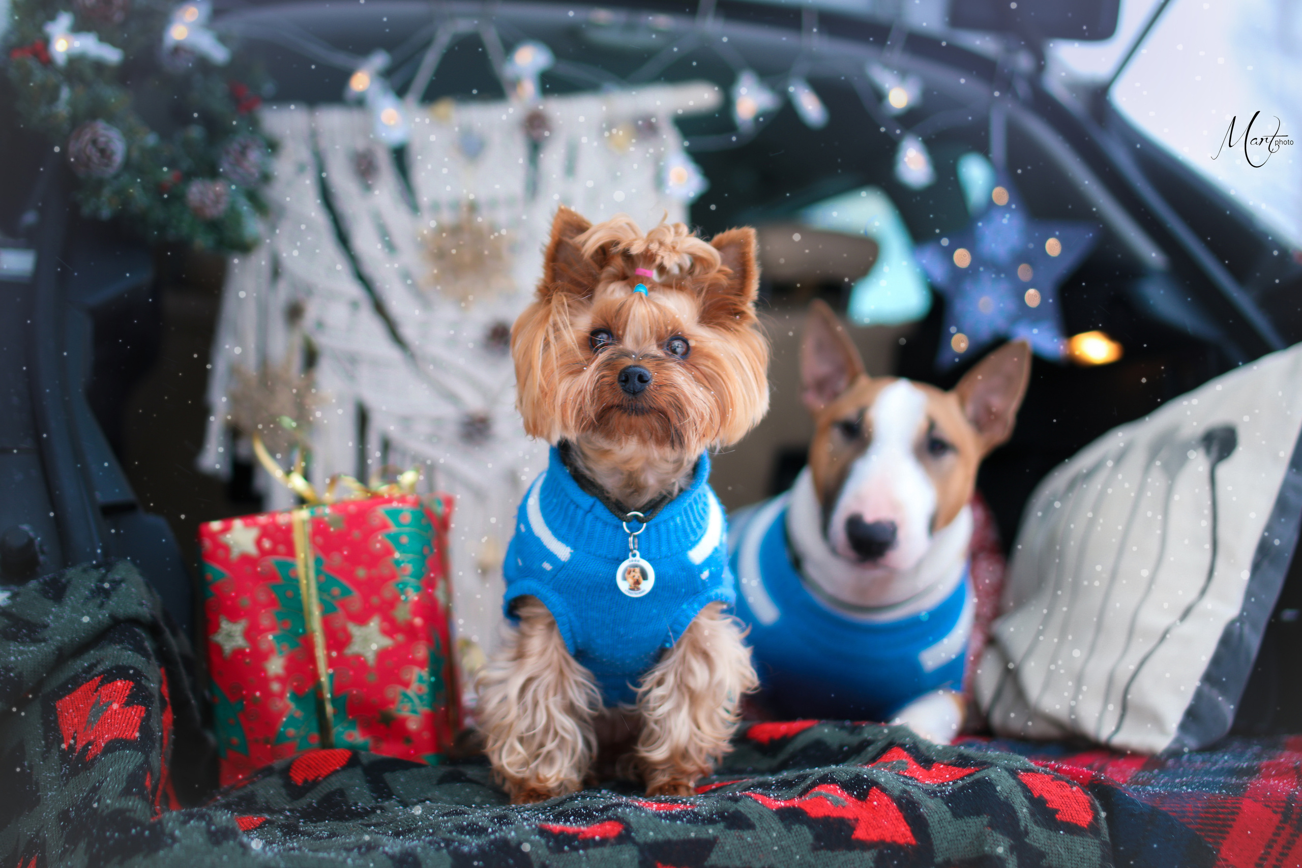 Эффи и Юни. Фотограф-анималист в Санкт-Петербурге Яна Мартынова
