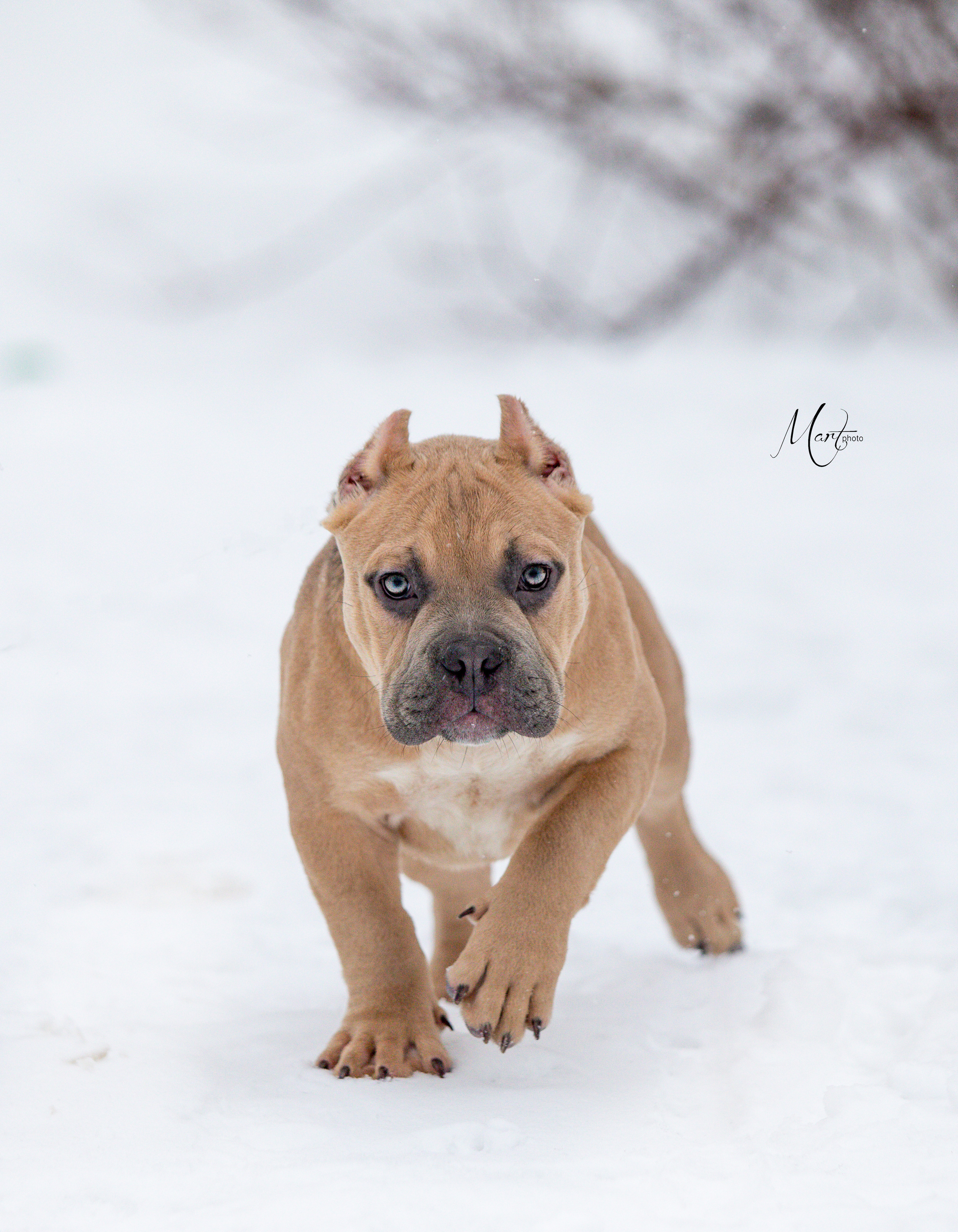 Щенки американского булли. Фотограф-анималист в Санкт-Петербурге Яна Мартынова