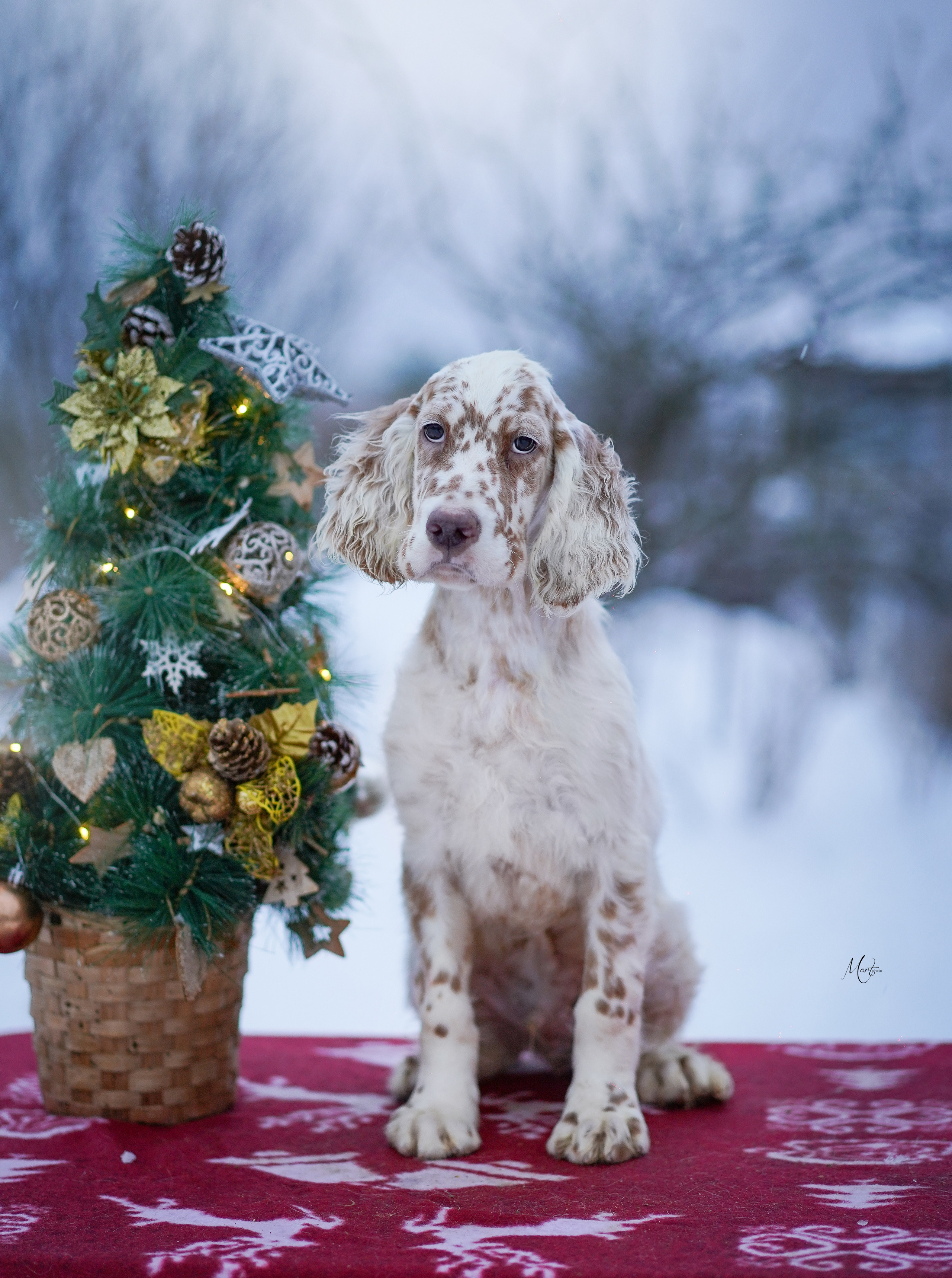 Щенки английского сеттера. Фотограф-анималист в Санкт-Петербурге Яна Мартынова