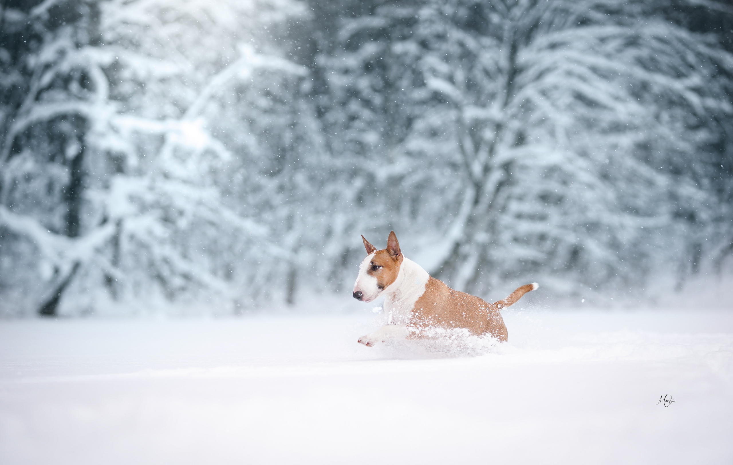 Юни зима. Фотограф-анималист в Санкт-Петербурге Яна Мартынова