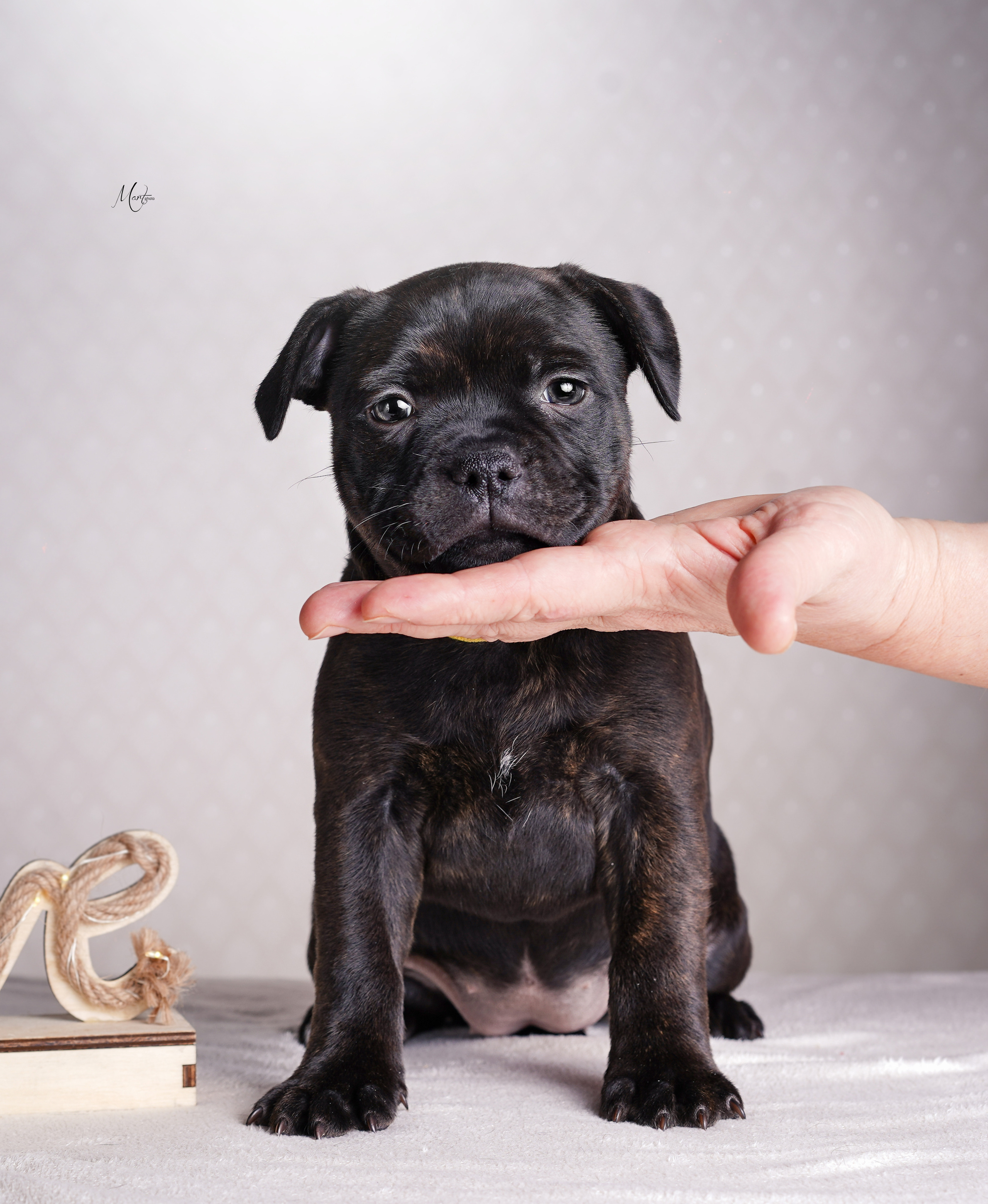 Щенки стаффи. Фотограф-анималист в Санкт-Петербурге Яна Мартынова