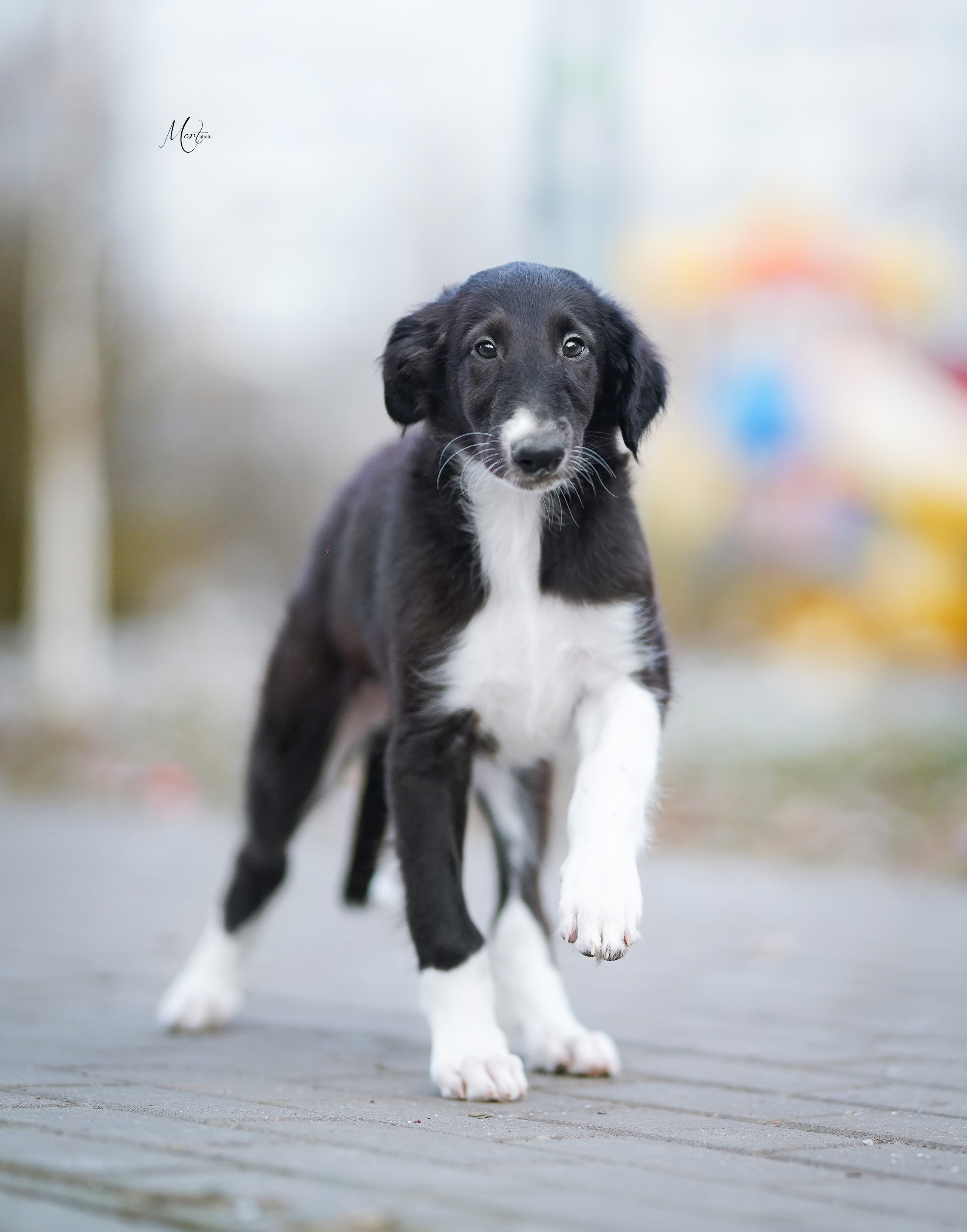Щенки русской псовой борзой. Фотограф-анималист в Санкт-Петербурге Яна Мартынова