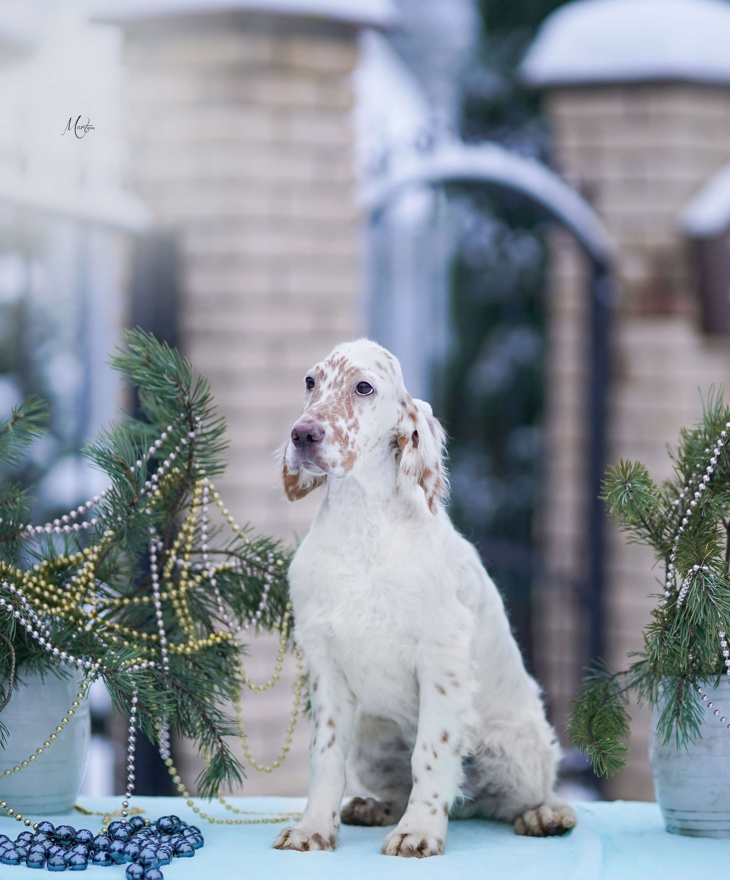 Щенки английского сеттера. Фотограф-анималист в Санкт-Петербурге Яна Мартынова