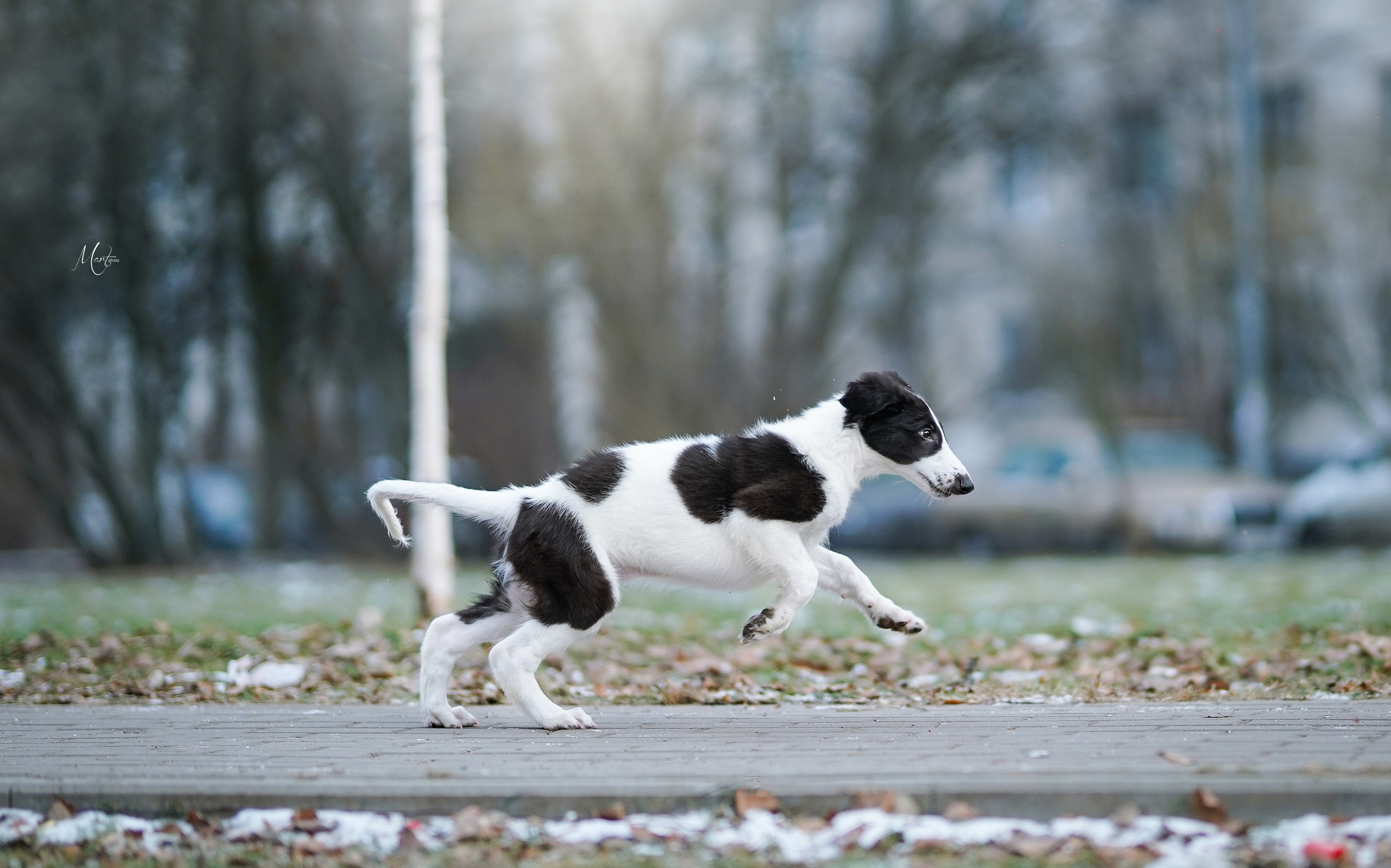Щенки русской псовой борзой. Фотограф-анималист в Санкт-Петербурге Яна Мартынова
