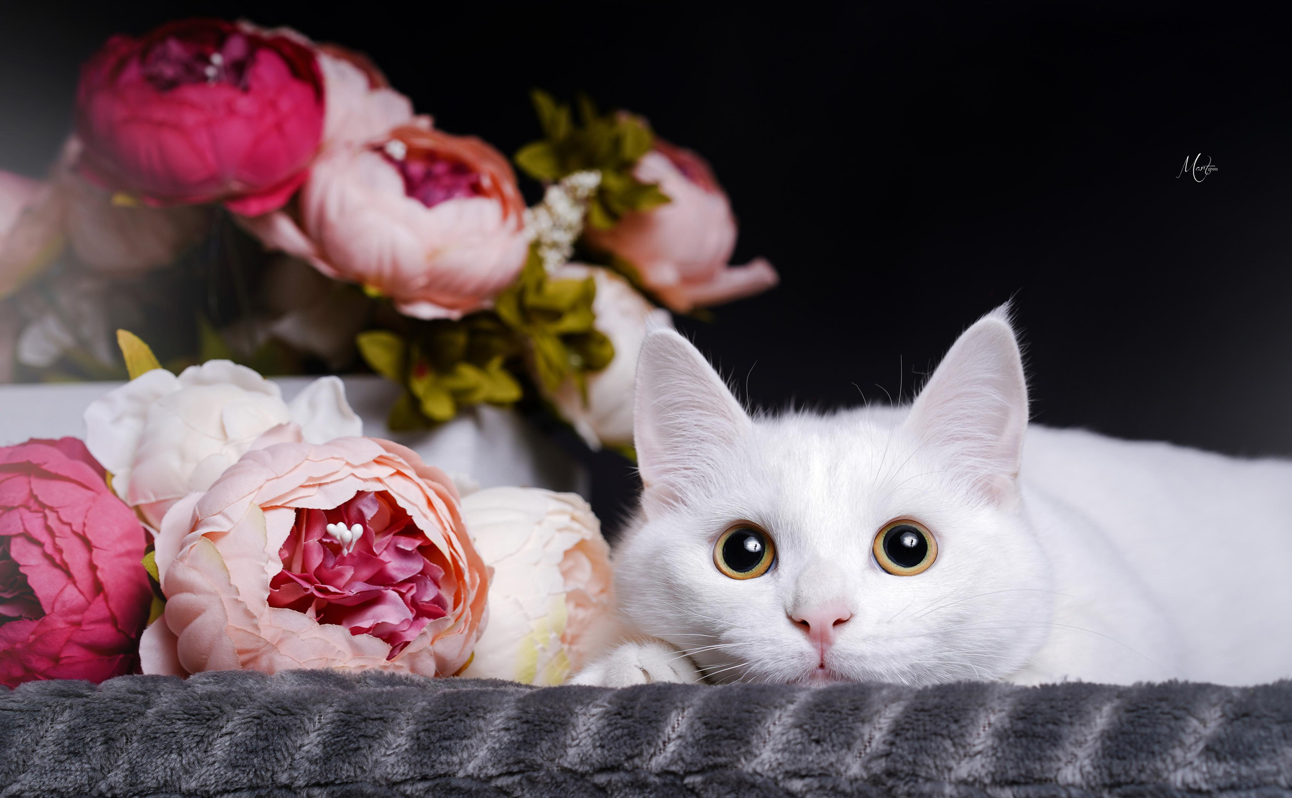 Маффин и Сэм в цветах. Фотограф-анималист в Санкт-Петербурге Яна Мартынова