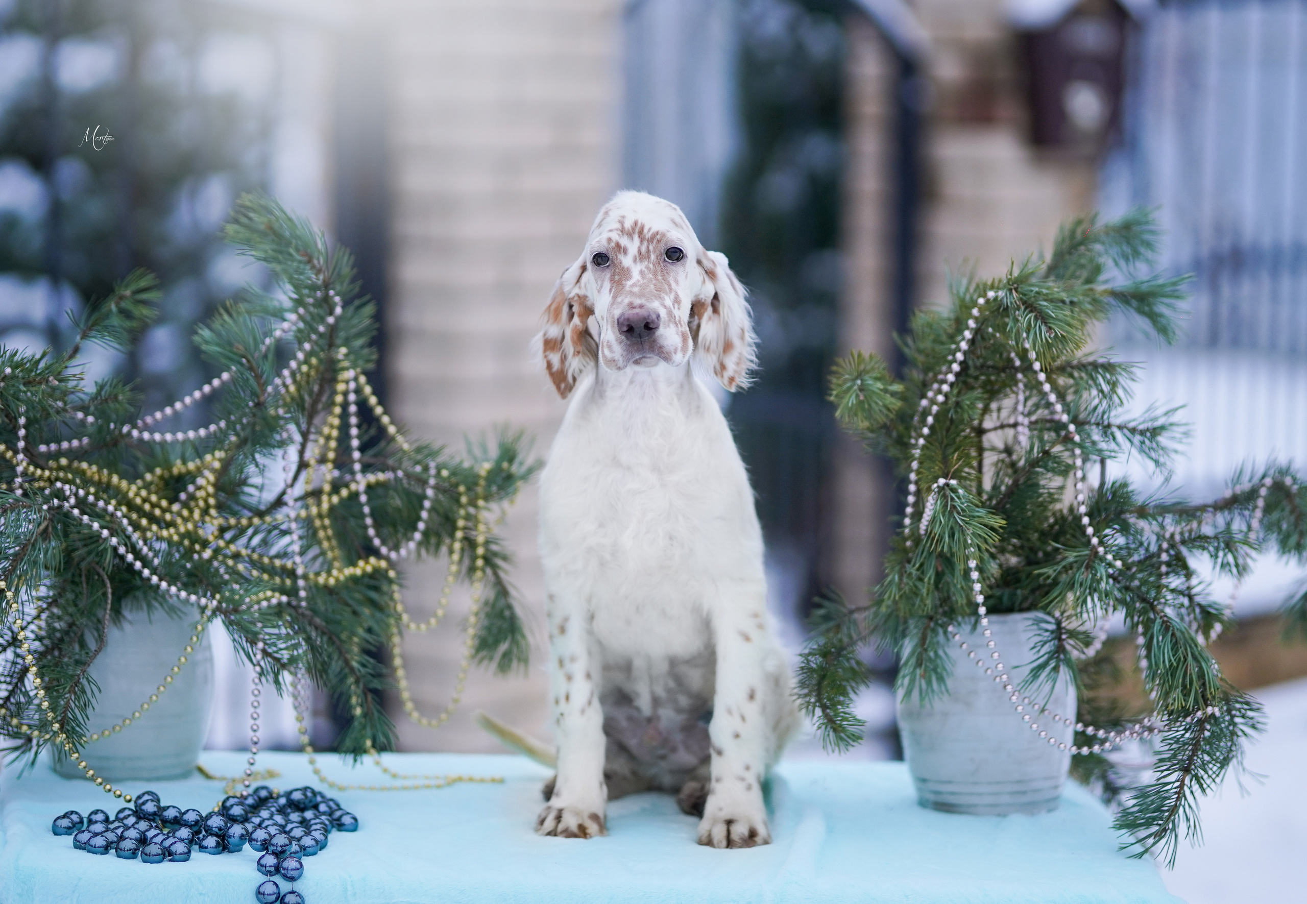 Щенки английского сеттера. Фотограф-анималист в Санкт-Петербурге Яна Мартынова