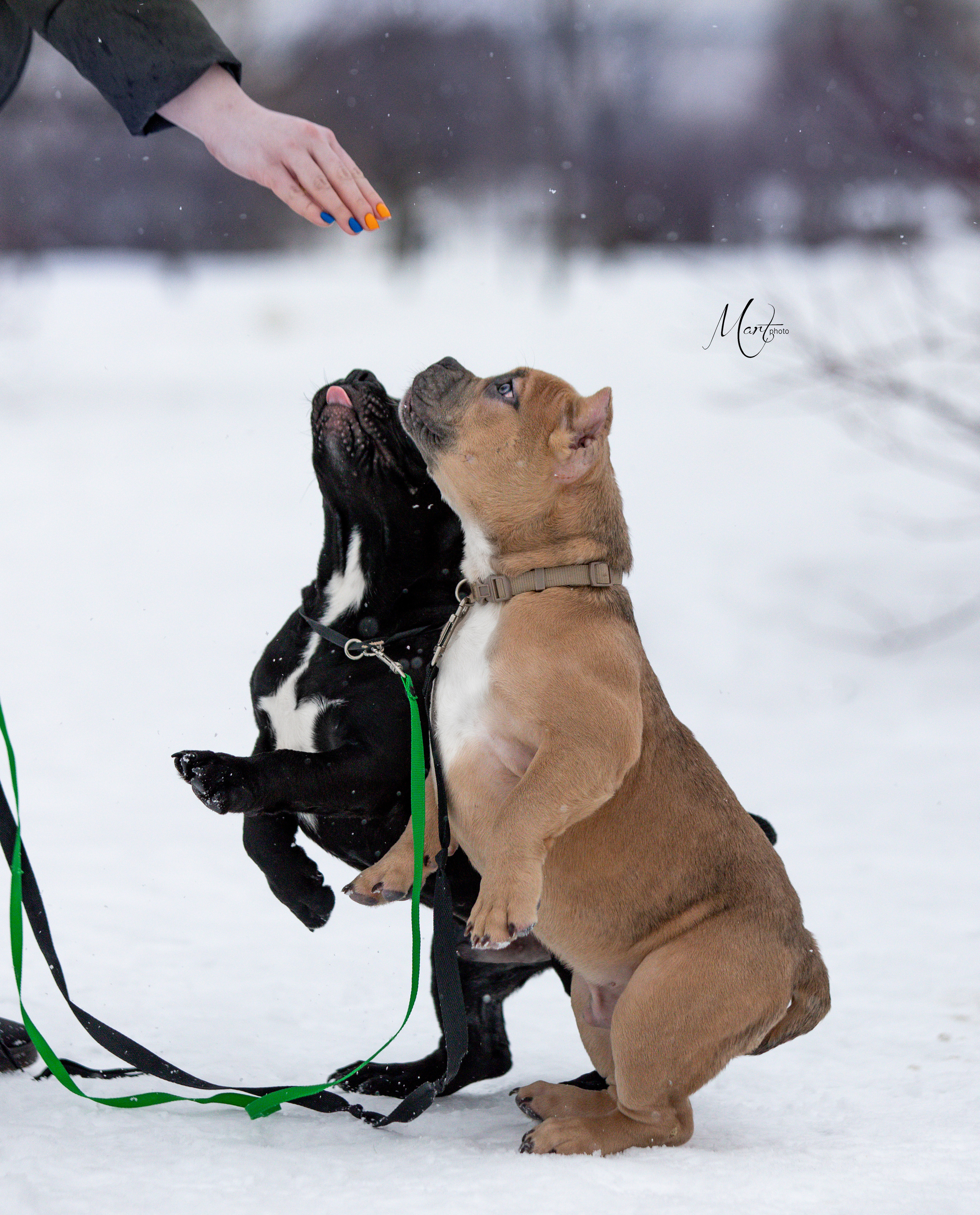 Щенки американского булли. Фотограф-анималист в Санкт-Петербурге Яна Мартынова