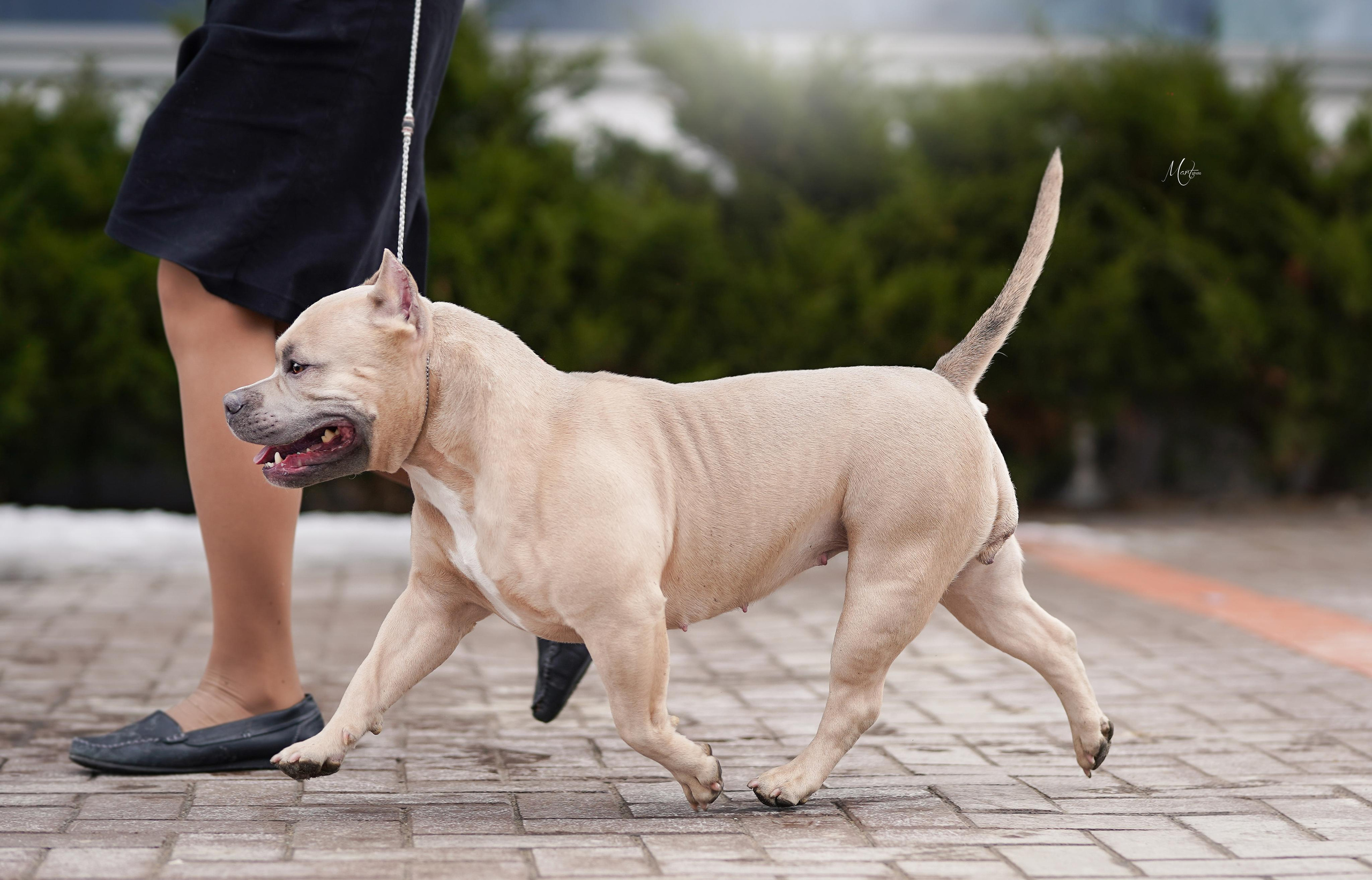 Экстерьерная съемка 2023. Фотограф-анималист в Санкт-Петербурге Яна Мартынова