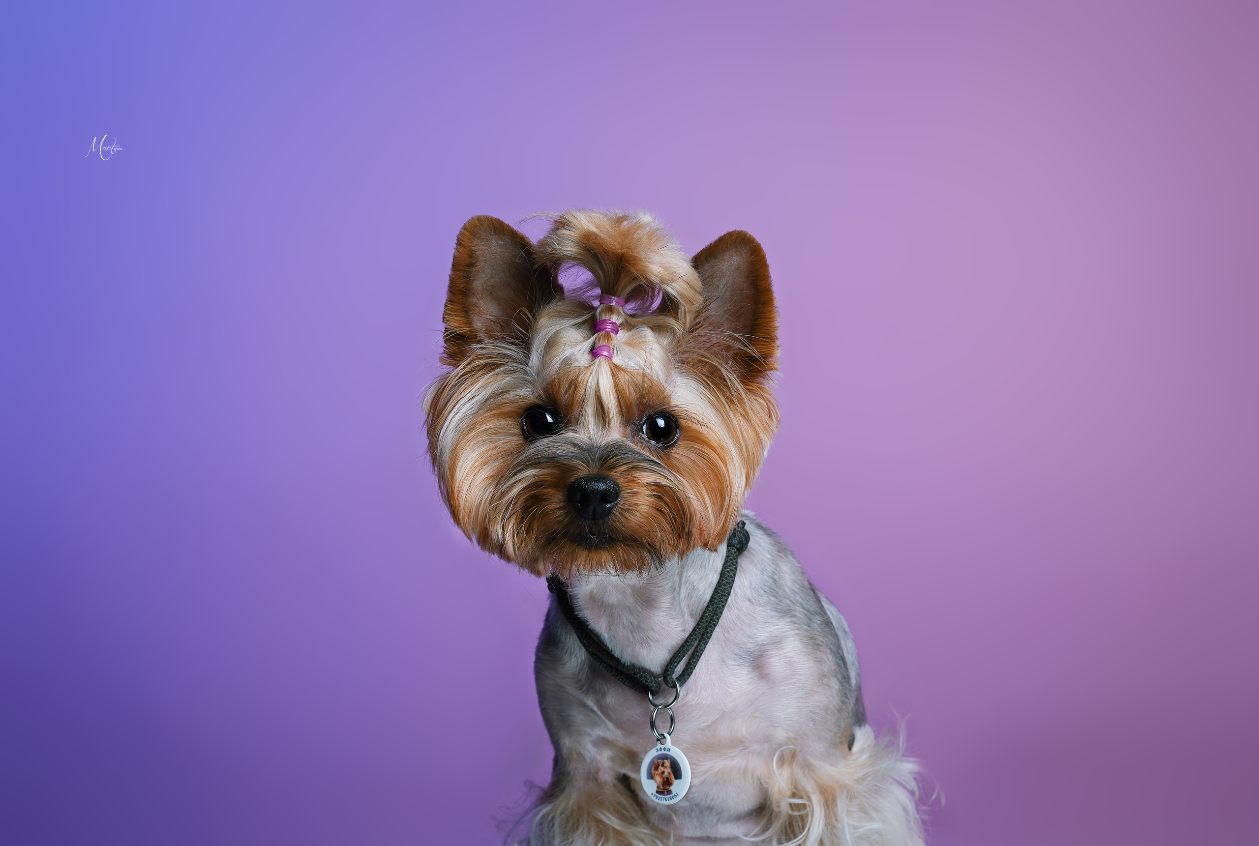 Эф и Юни. Фотограф-анималист в Санкт-Петербурге Яна Мартынова