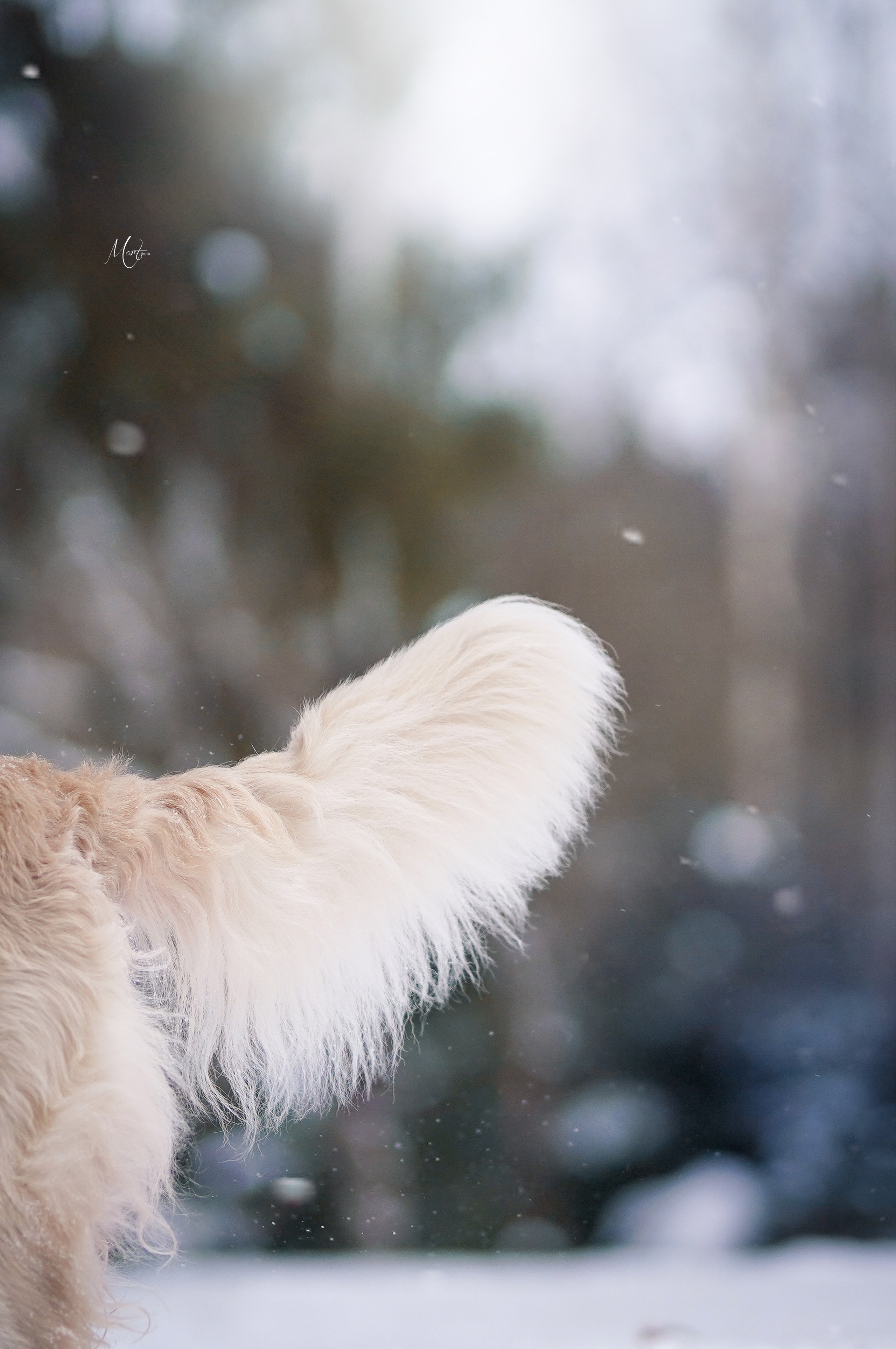 Настя и Арчи. Фотограф-анималист в Санкт-Петербурге Яна Мартынова