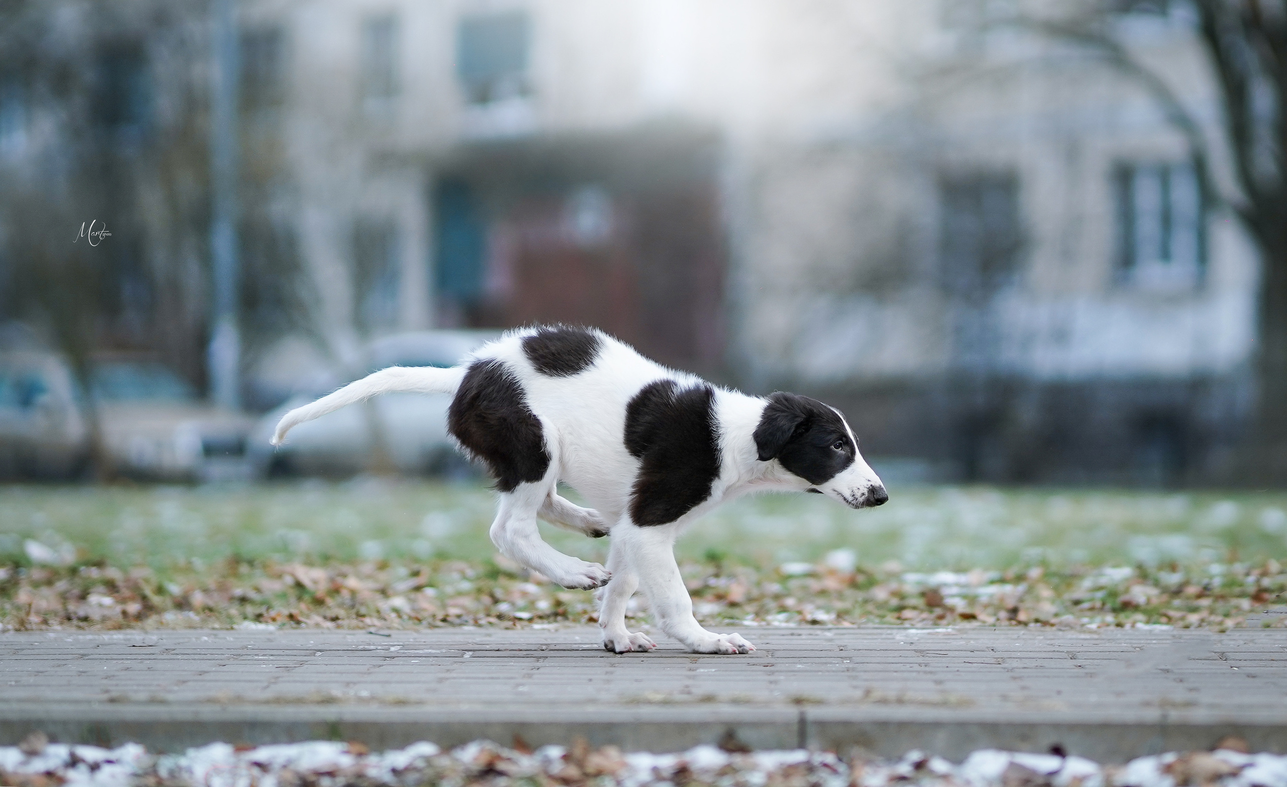 Щенки русской псовой борзой. Фотограф-анималист в Санкт-Петербурге Яна Мартынова