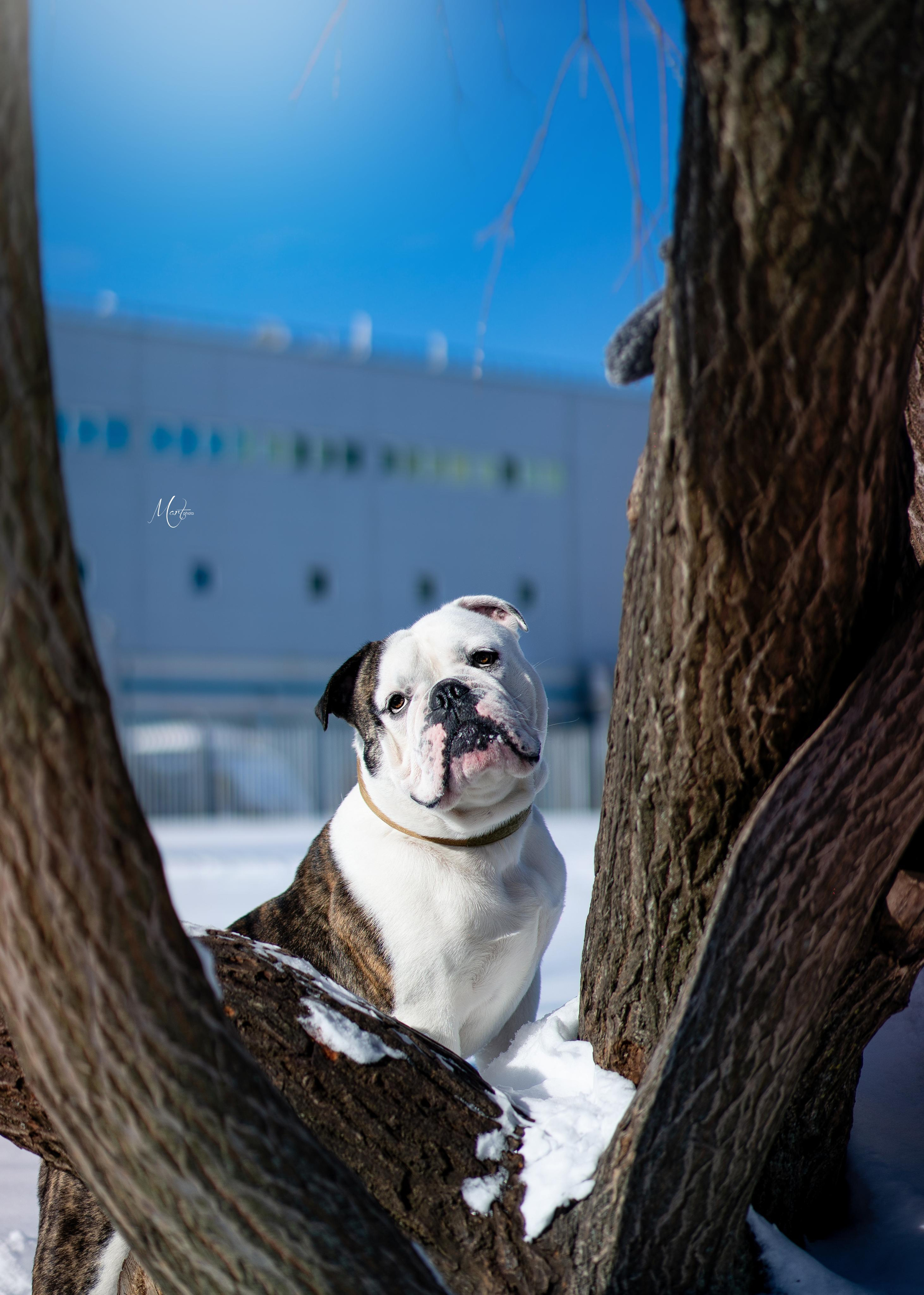 Наташа и Прайм. Фотограф-анималист в Санкт-Петербурге Яна Мартынова