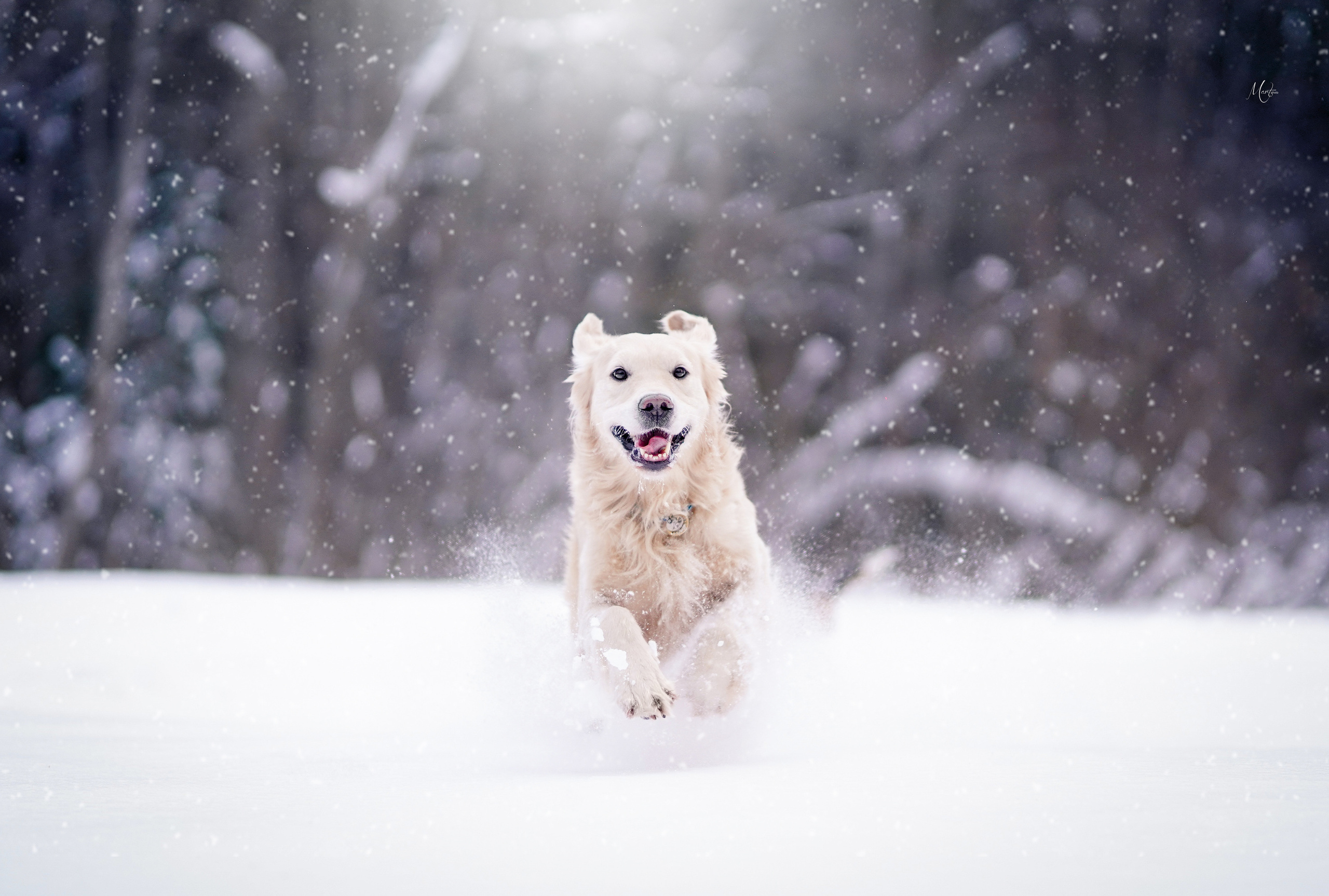 Настя и Арчи. Фотограф-анималист в Санкт-Петербурге Яна Мартынова