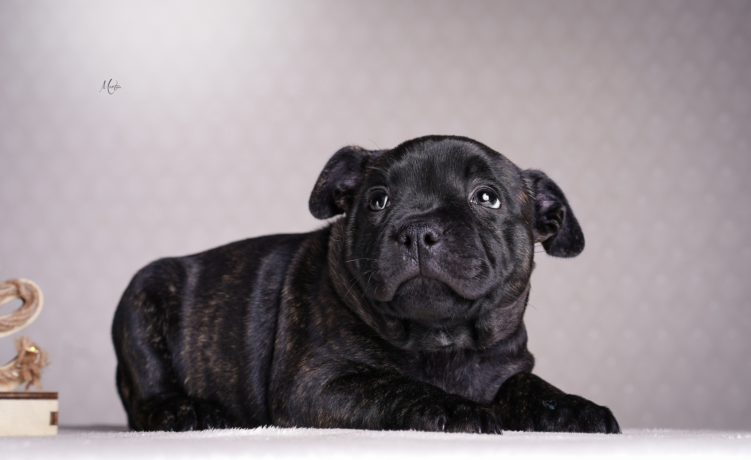 Щенки стаффи. Фотограф-анималист в Санкт-Петербурге Яна Мартынова