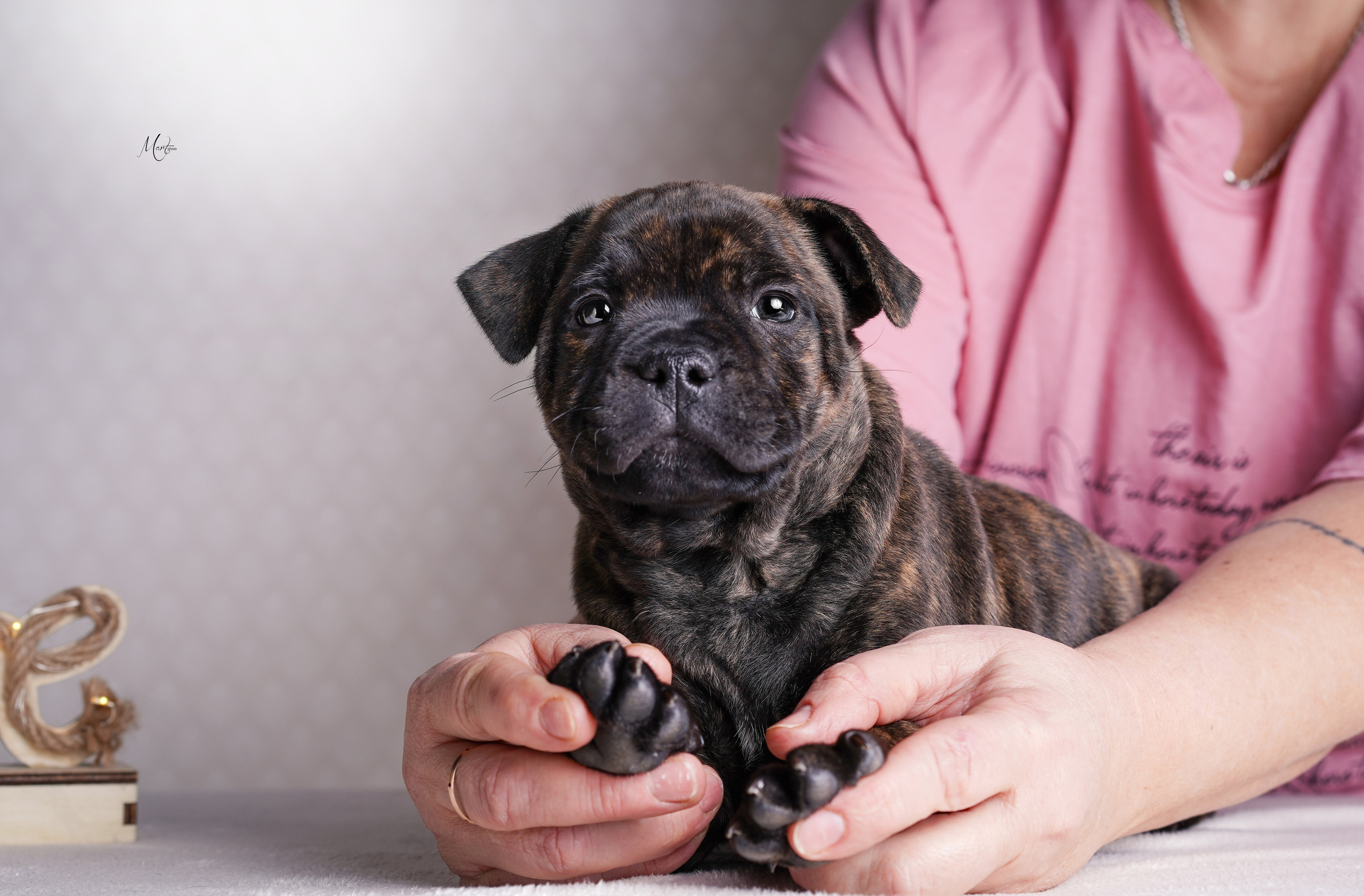 Щенки стаффи. Фотограф-анималист в Санкт-Петербурге Яна Мартынова