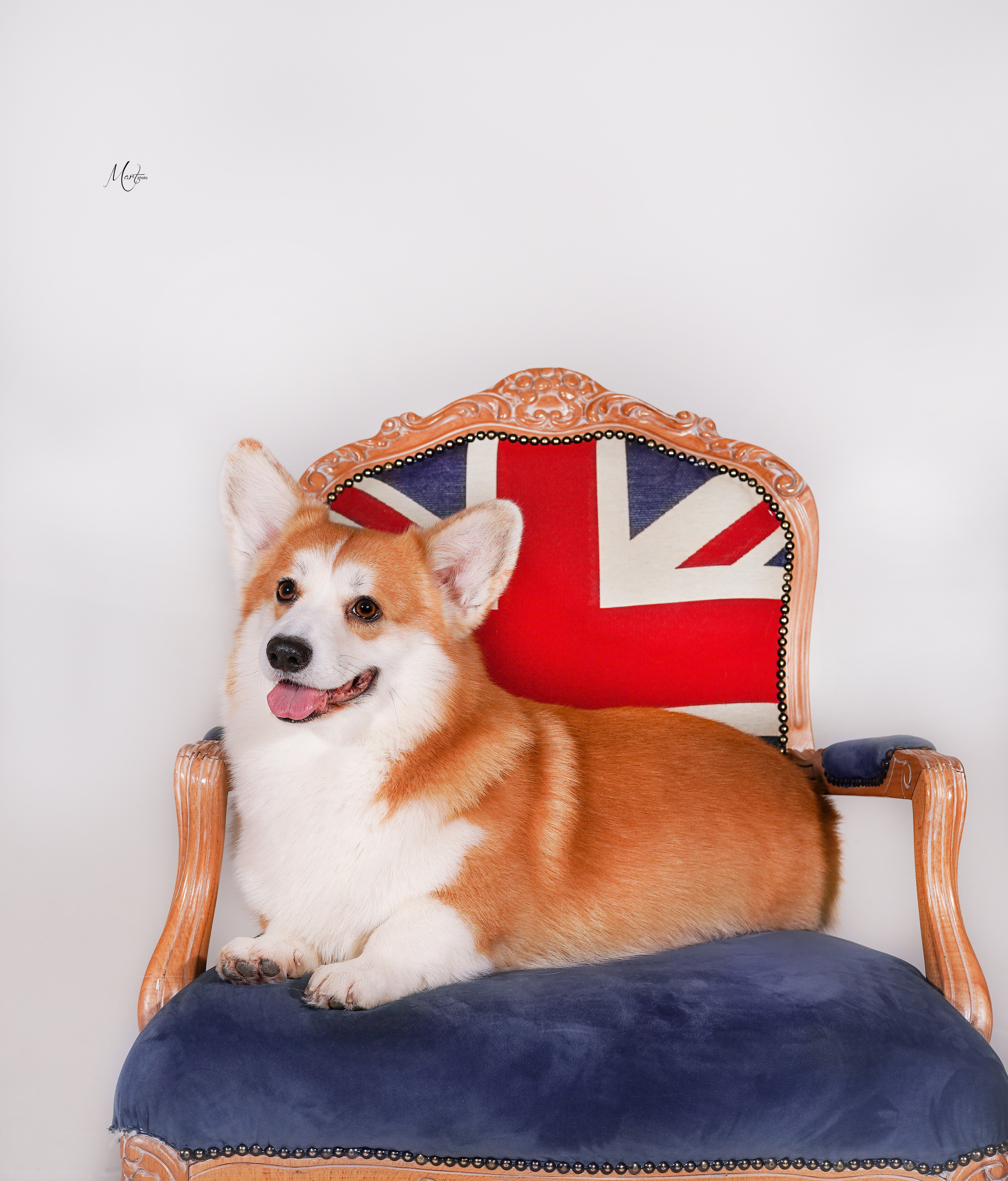 Экстерьерная съемка 2023. Фотограф-анималист в Санкт-Петербурге Яна Мартынова