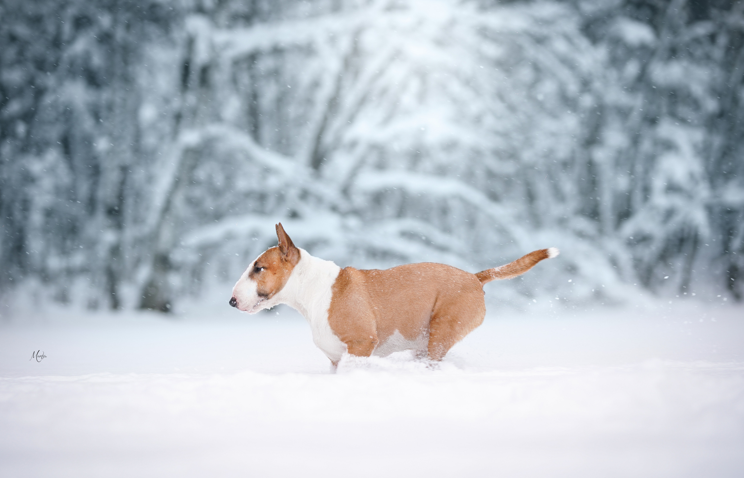 Юни зима. Фотограф-анималист в Санкт-Петербурге Яна Мартынова