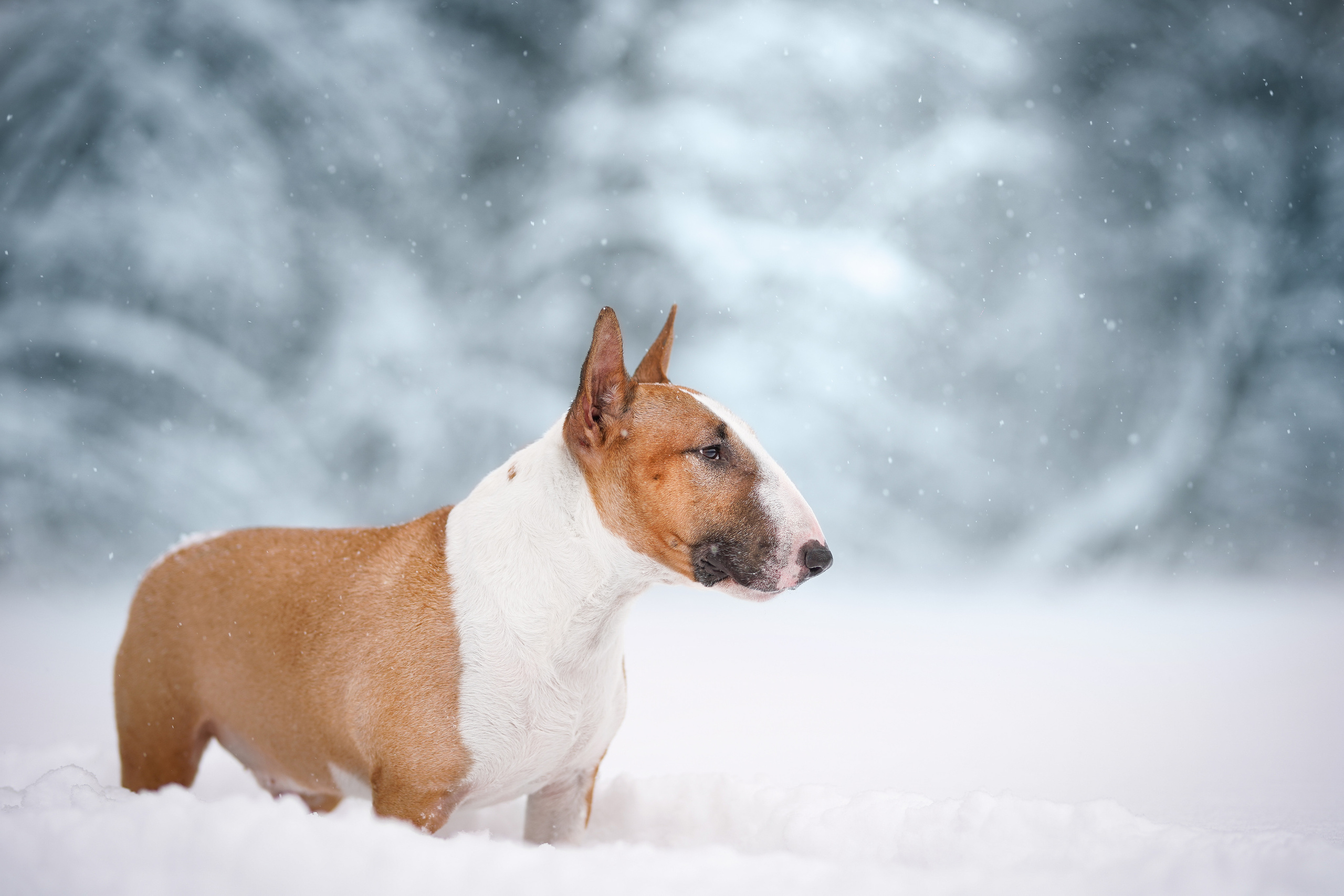 Юни зима. Фотограф-анималист в Санкт-Петербурге Яна Мартынова