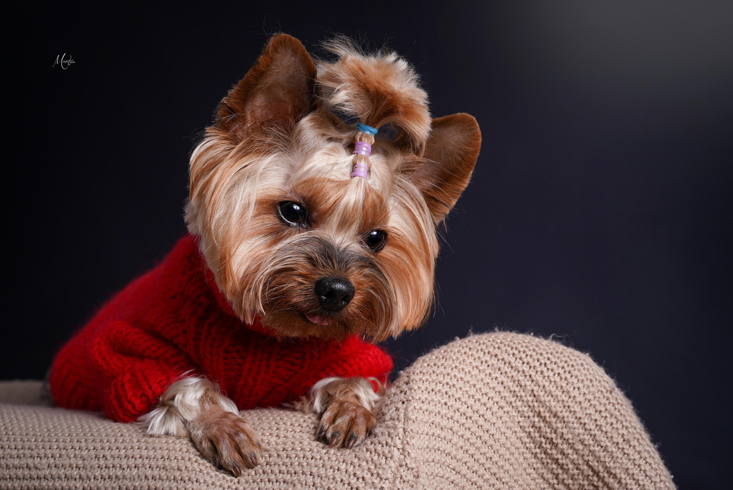 Сэм, Маффин и Эффи. Фотограф-анималист в Санкт-Петербурге Яна Мартынова