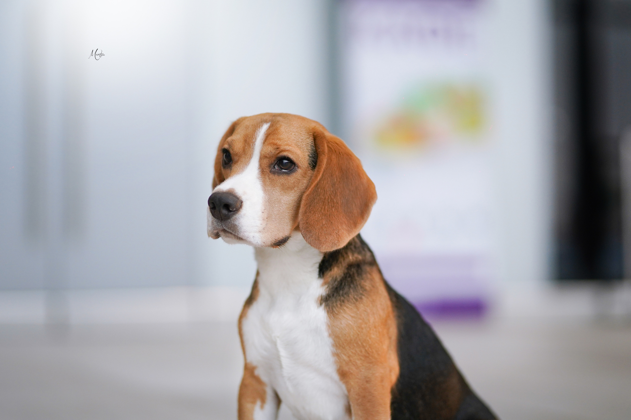 Экстерьерная съемка 2022. Фотограф-анималист в Санкт-Петербурге Яна Мартынова