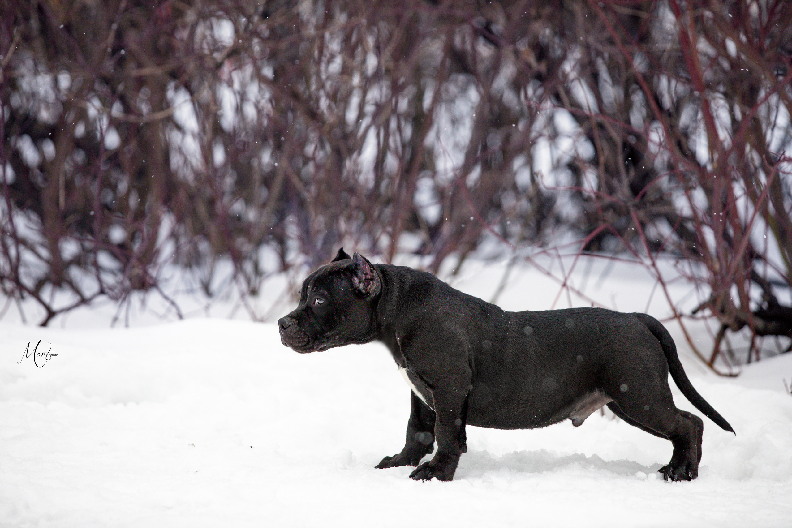 Щенки американского булли. Фотограф-анималист в Санкт-Петербурге Яна Мартынова
