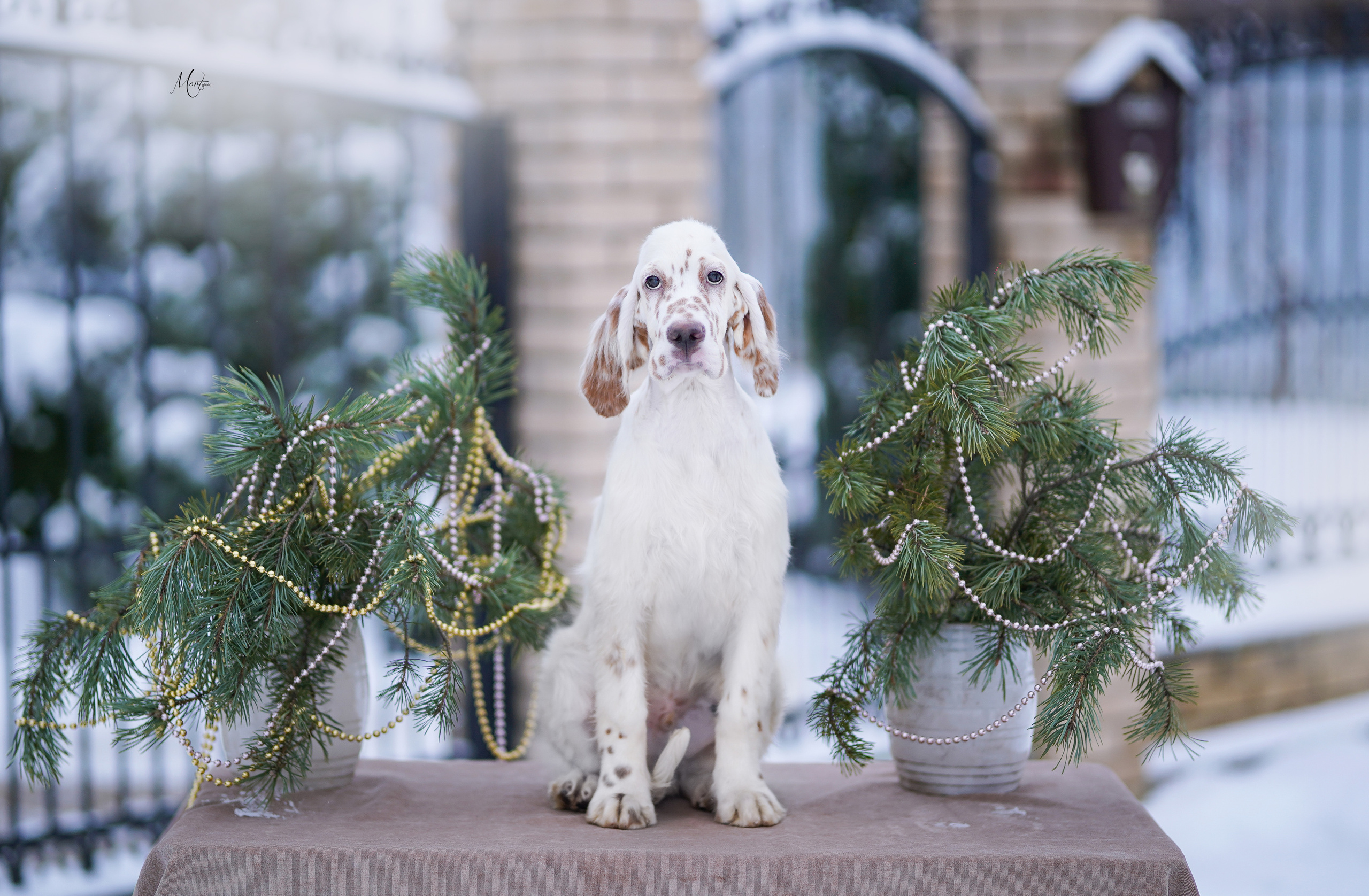 Щенки английского сеттера. Фотограф-анималист в Санкт-Петербурге Яна Мартынова