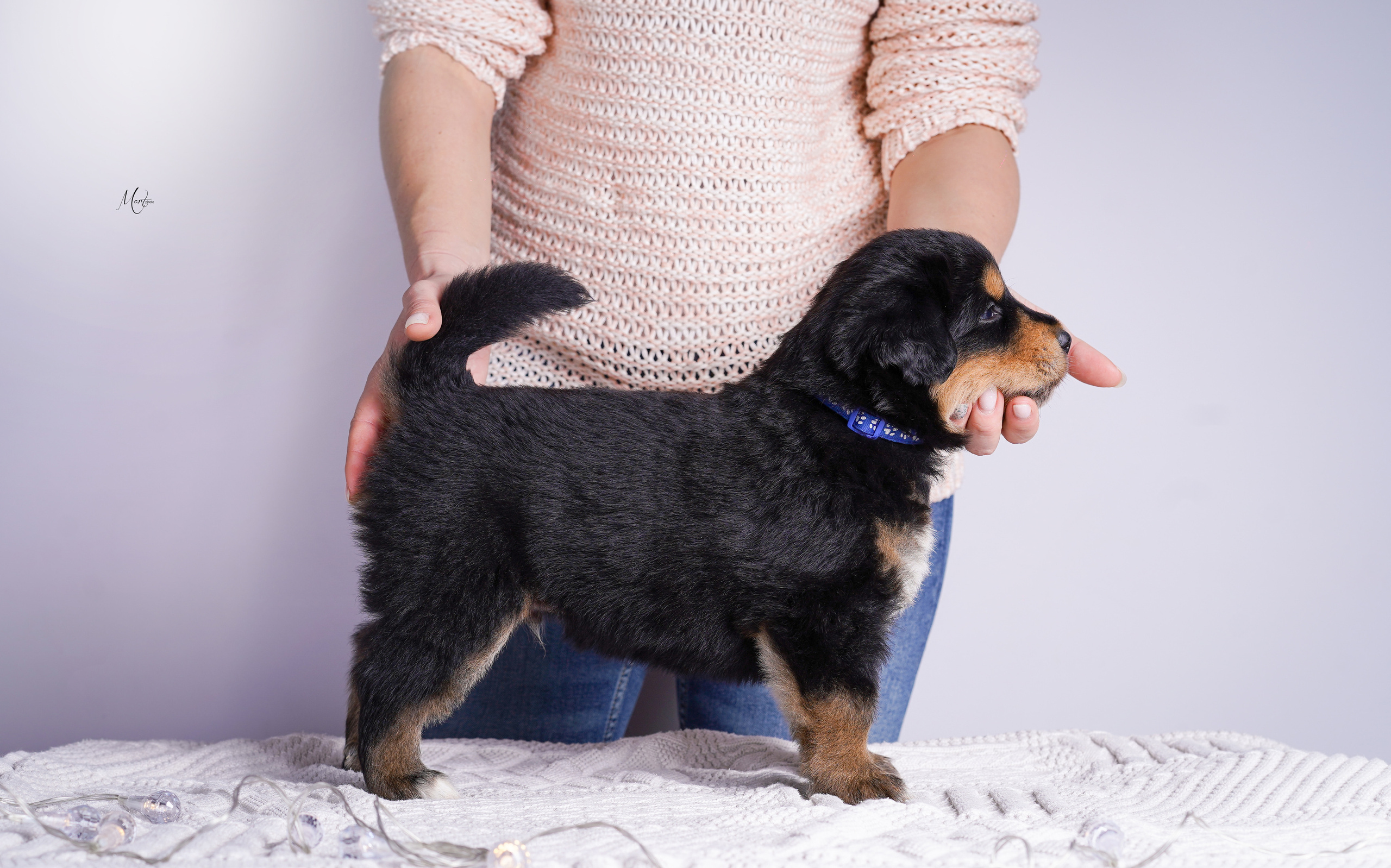 Щенки хотошо. Фотограф-анималист в Санкт-Петербурге Яна Мартынова