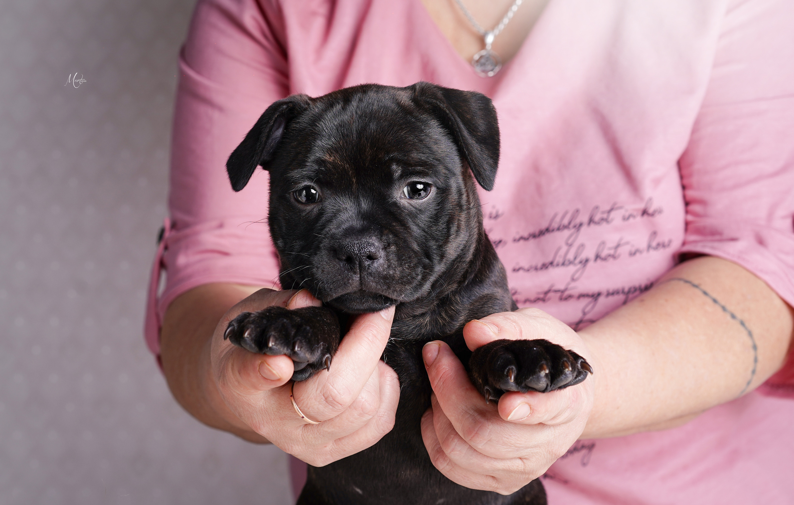 Щенки стаффи. Фотограф-анималист в Санкт-Петербурге Яна Мартынова