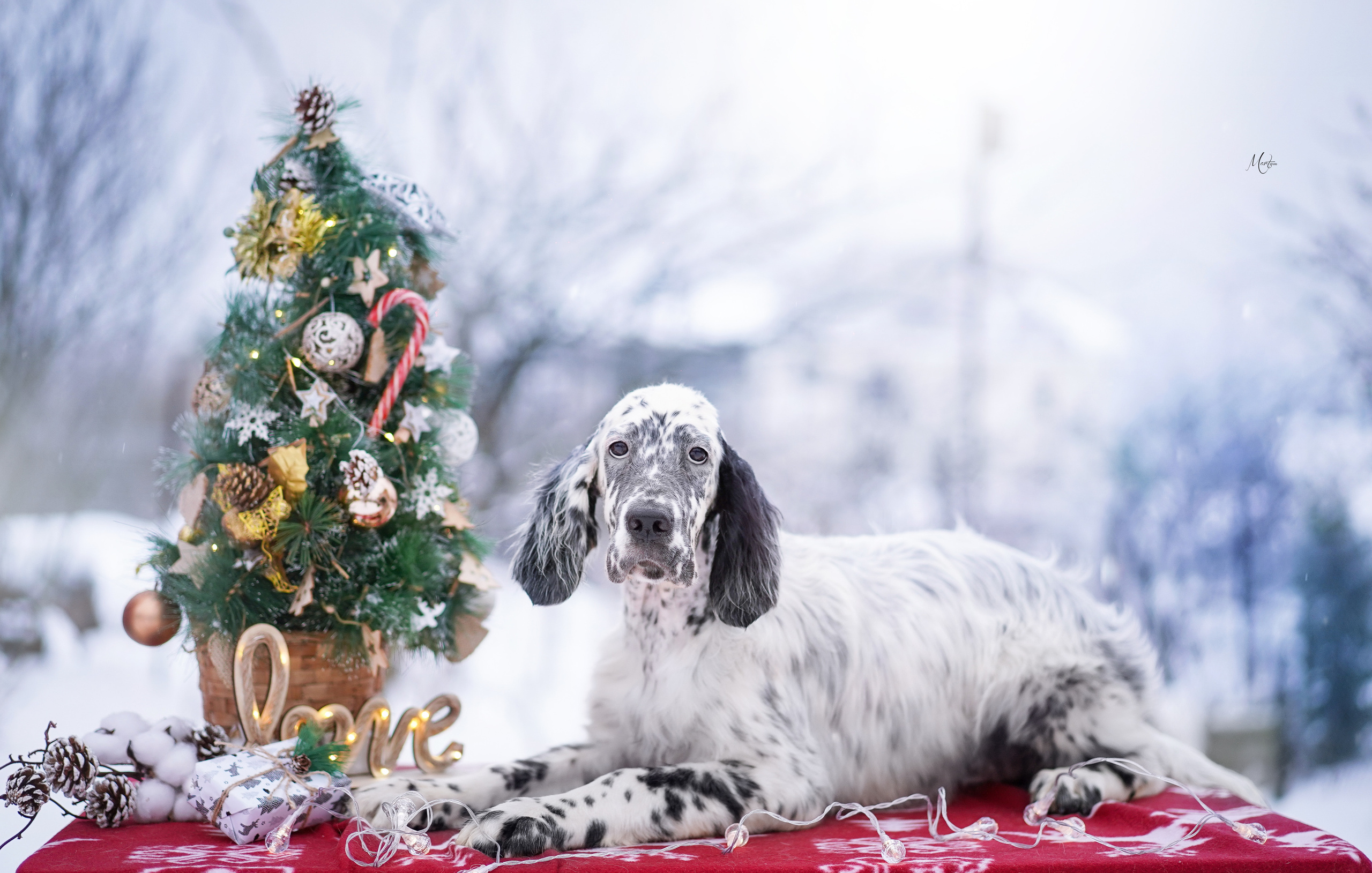 Щенки английского сеттера. Фотограф-анималист в Санкт-Петербурге Яна Мартынова