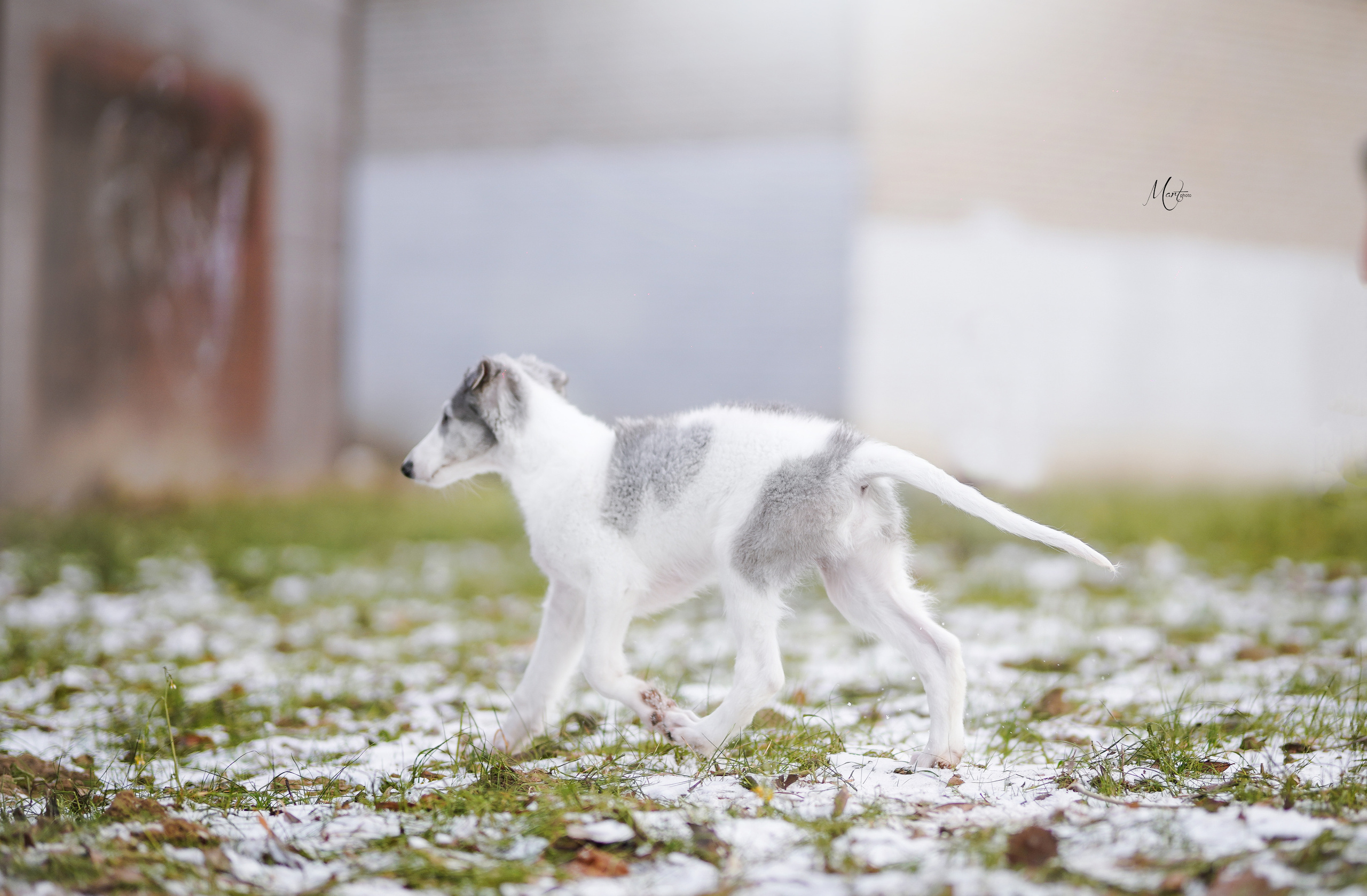 Щенки русской псовой борзой. Фотограф-анималист в Санкт-Петербурге Яна Мартынова