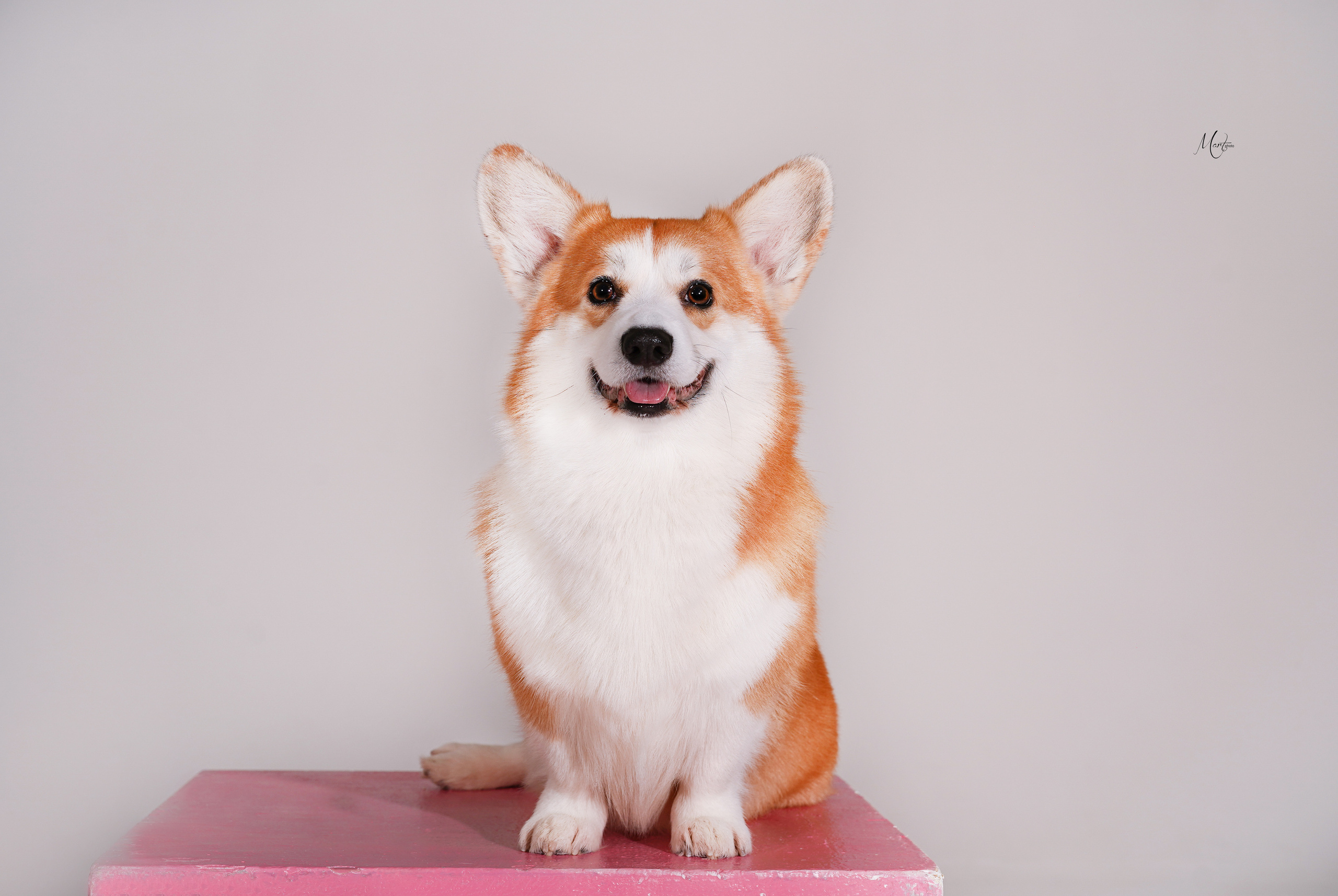 Экстерьерная съемка 2023. Фотограф-анималист в Санкт-Петербурге Яна Мартынова