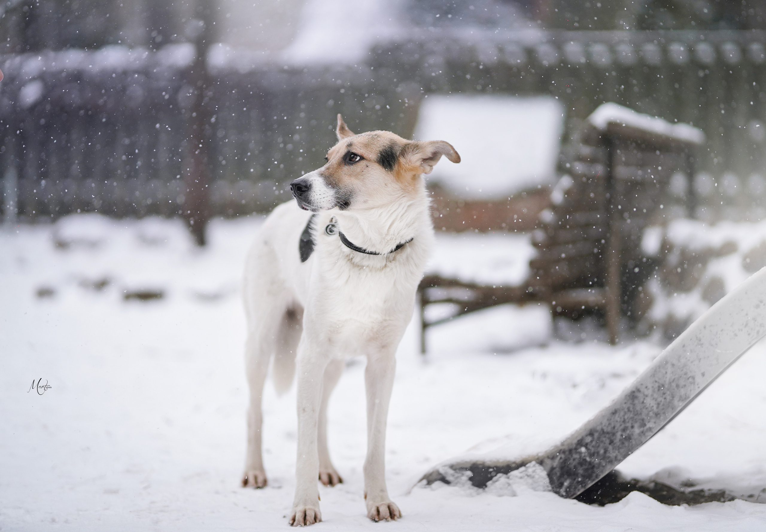 Ищут дом. Фотограф-анималист в Санкт-Петербурге Яна Мартынова