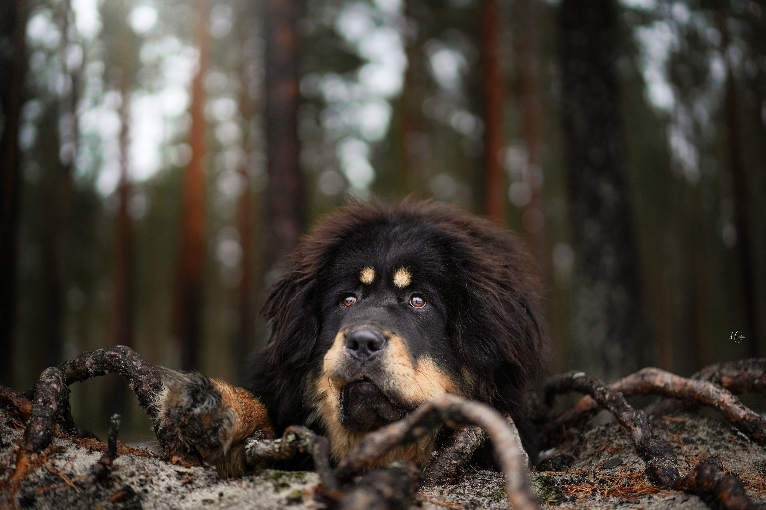Тибеты. Фотограф-анималист в Санкт-Петербурге Яна Мартынова