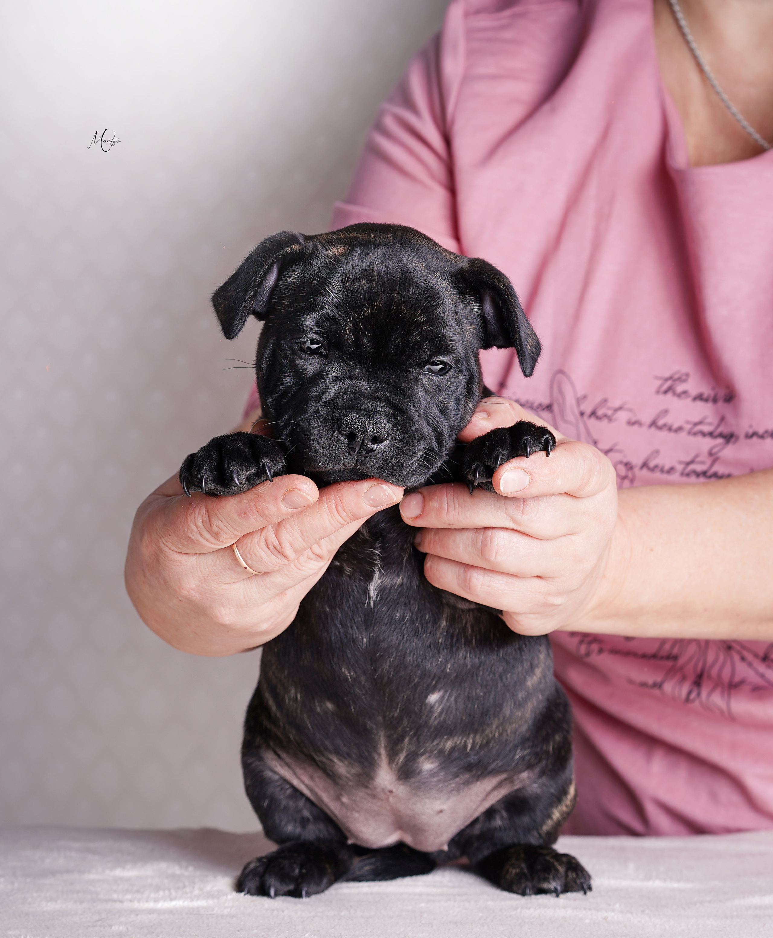 Щенки стаффи. Фотограф-анималист в Санкт-Петербурге Яна Мартынова