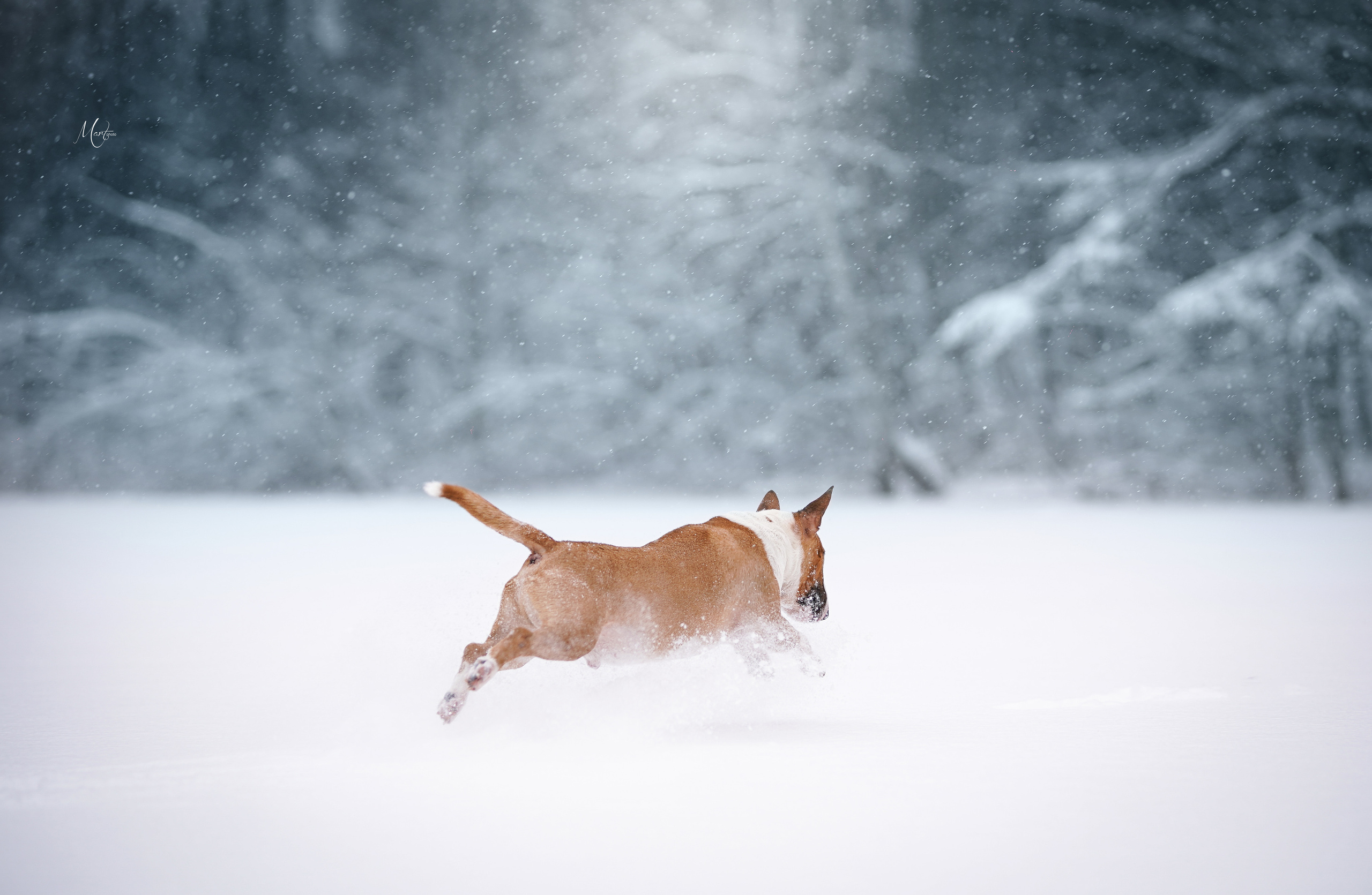 Юни зима. Фотограф-анималист в Санкт-Петербурге Яна Мартынова